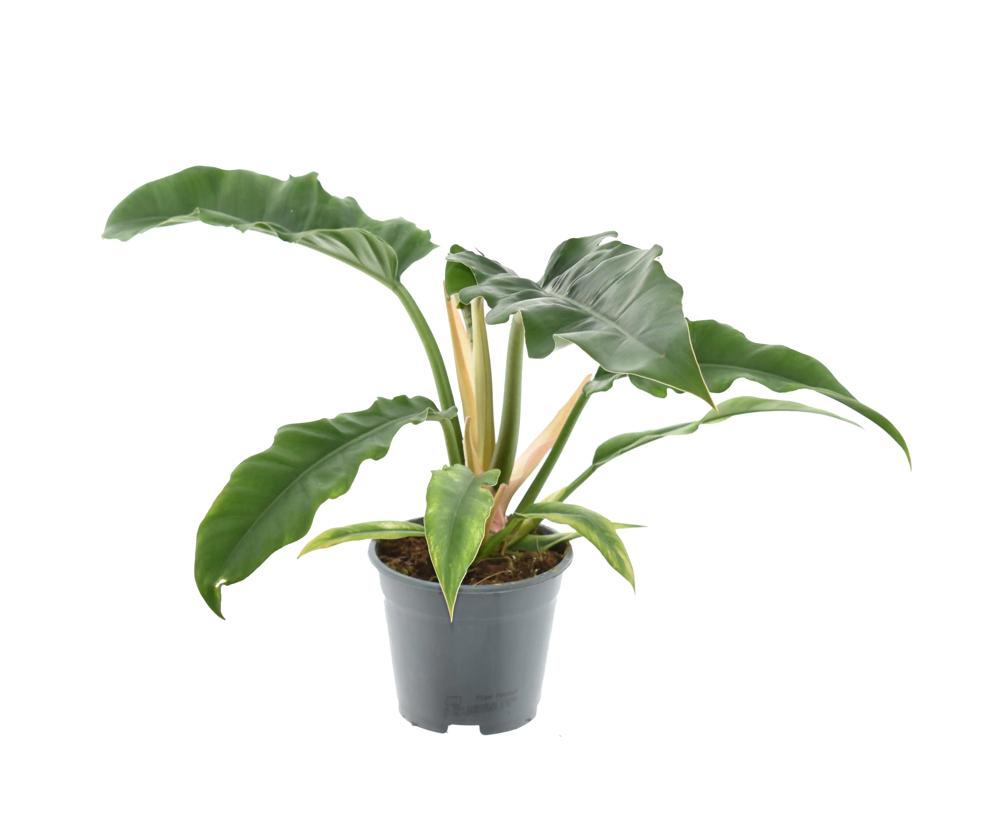 Exotische Grünpflanzen 30 - 55 cm hoch 14 cm Topf