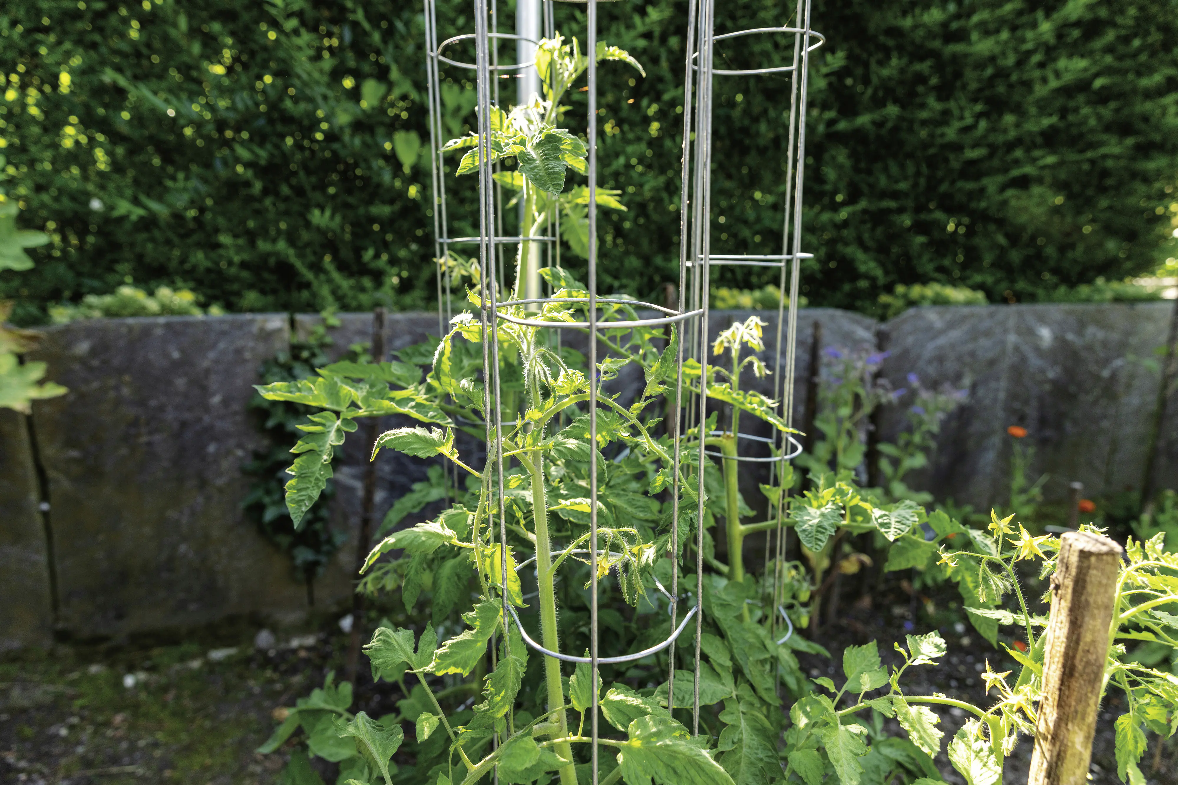Bellissa Tomatenturm 120cm 120 cm hoch
