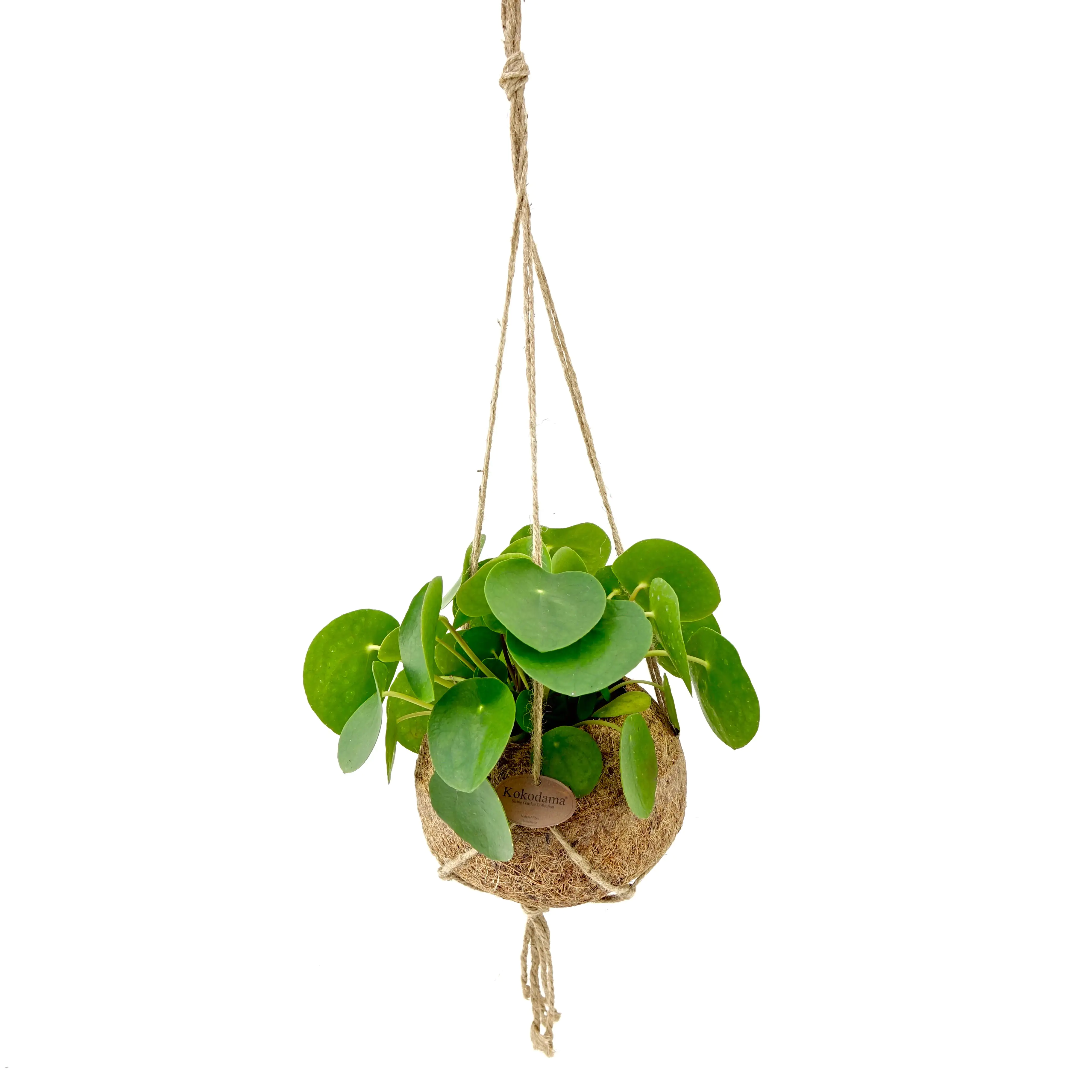 8717432161774 Kokodama Ampel Ufopflanze Pilea peperomioides H ca. 25 cm 15 cm Topf