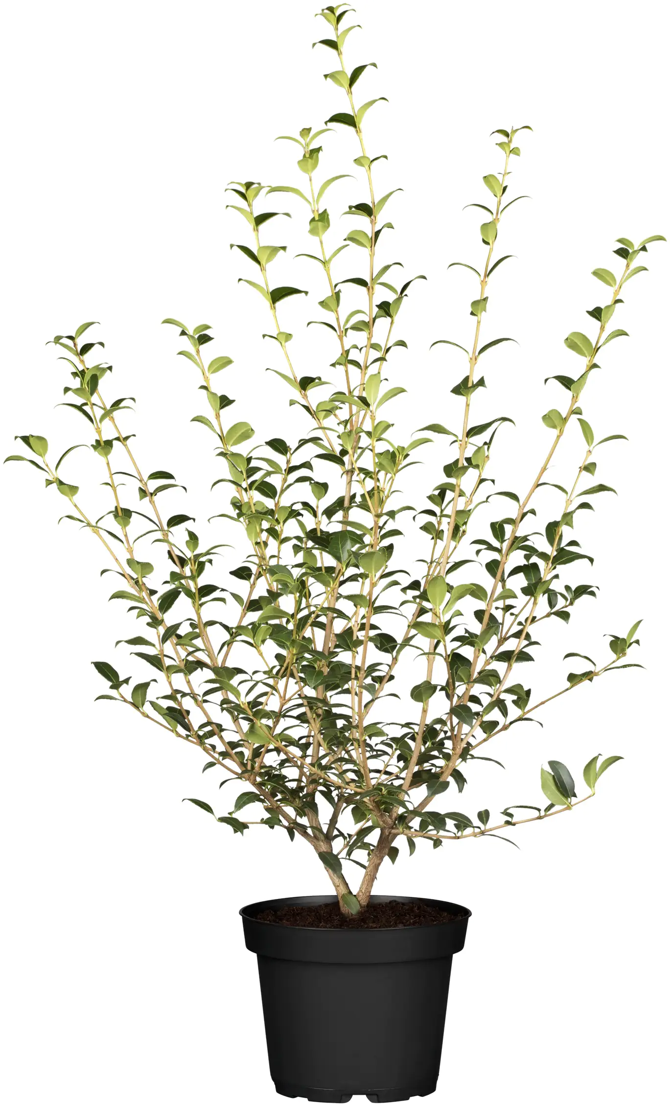 Frühlingsduftblüte Osmanthus Burkwoodii H 80 - 100 cm, 20 Stück