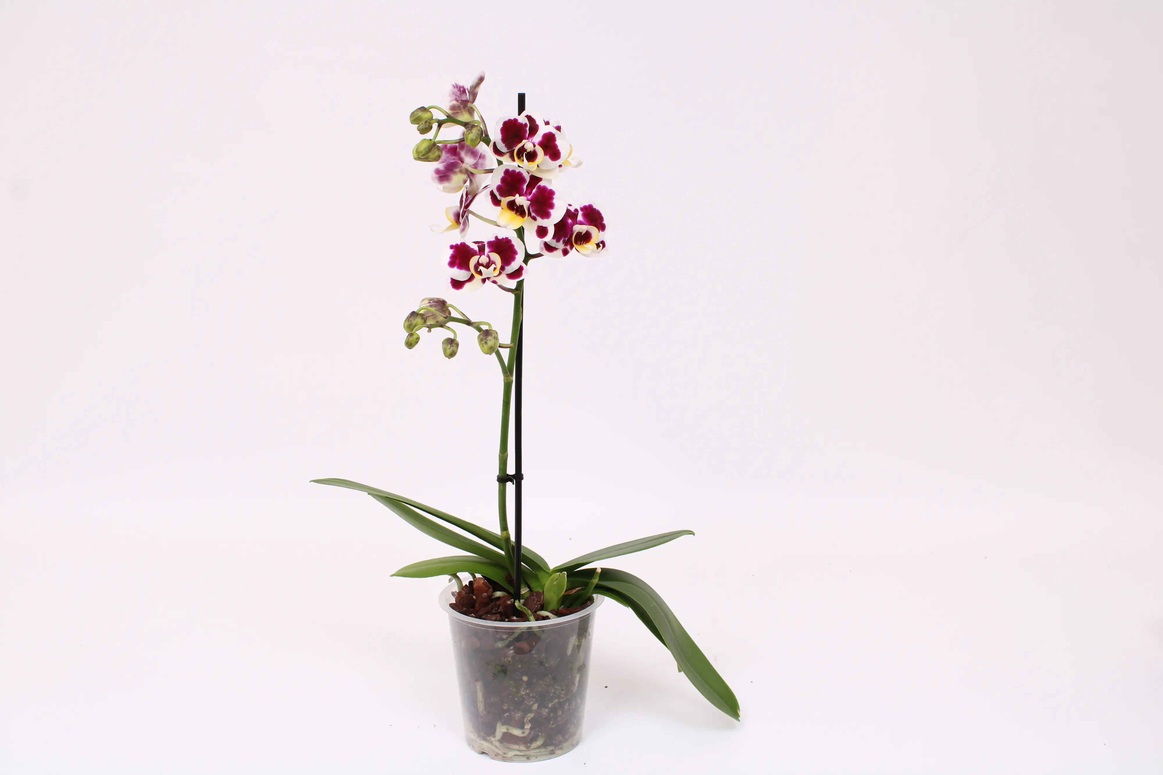 Orchidee, Phalaenopsis Multiflora 1 Trieber 12 cm Topf