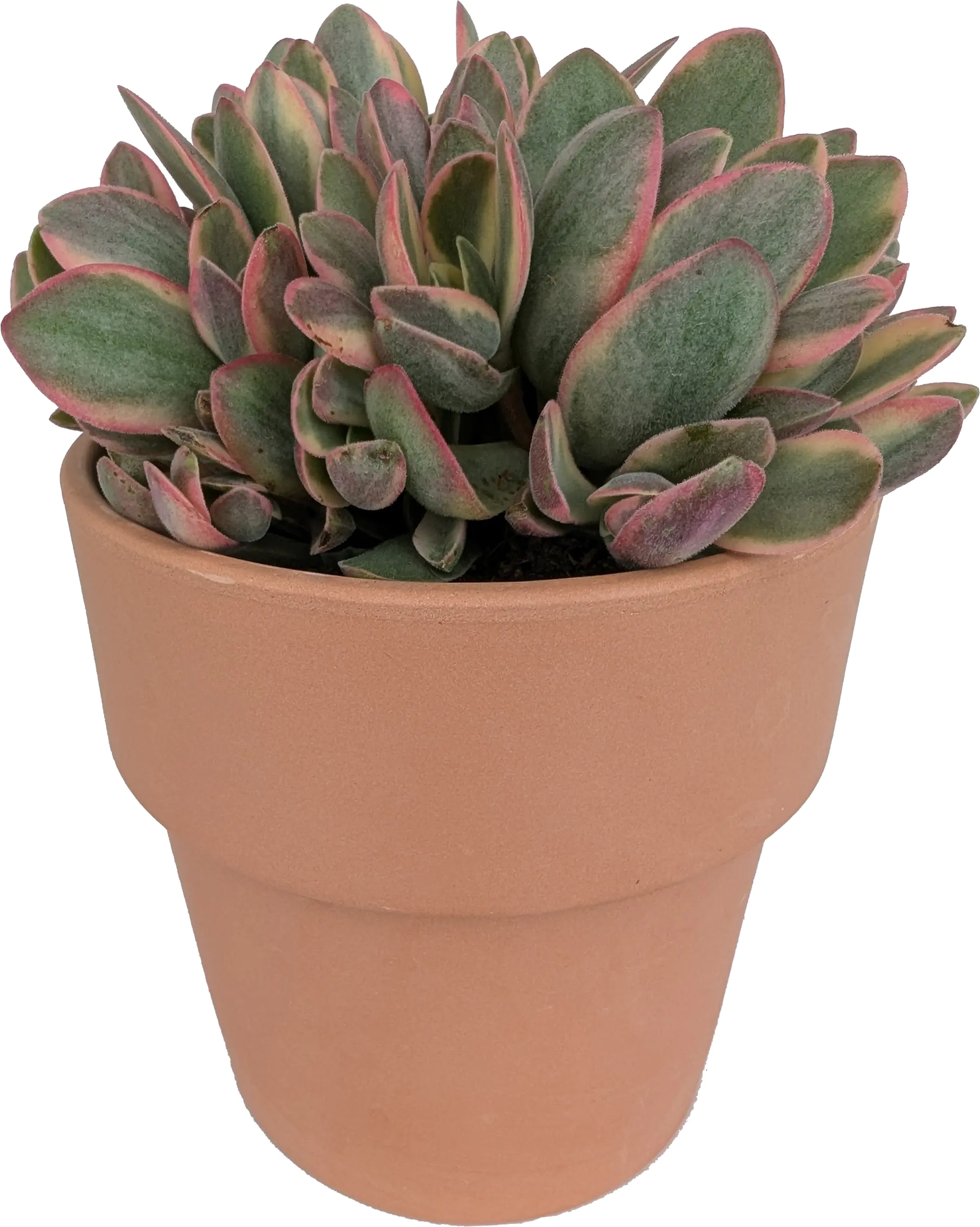 Cactaceae Sukkulenten 12 cm im 13 cm Topf