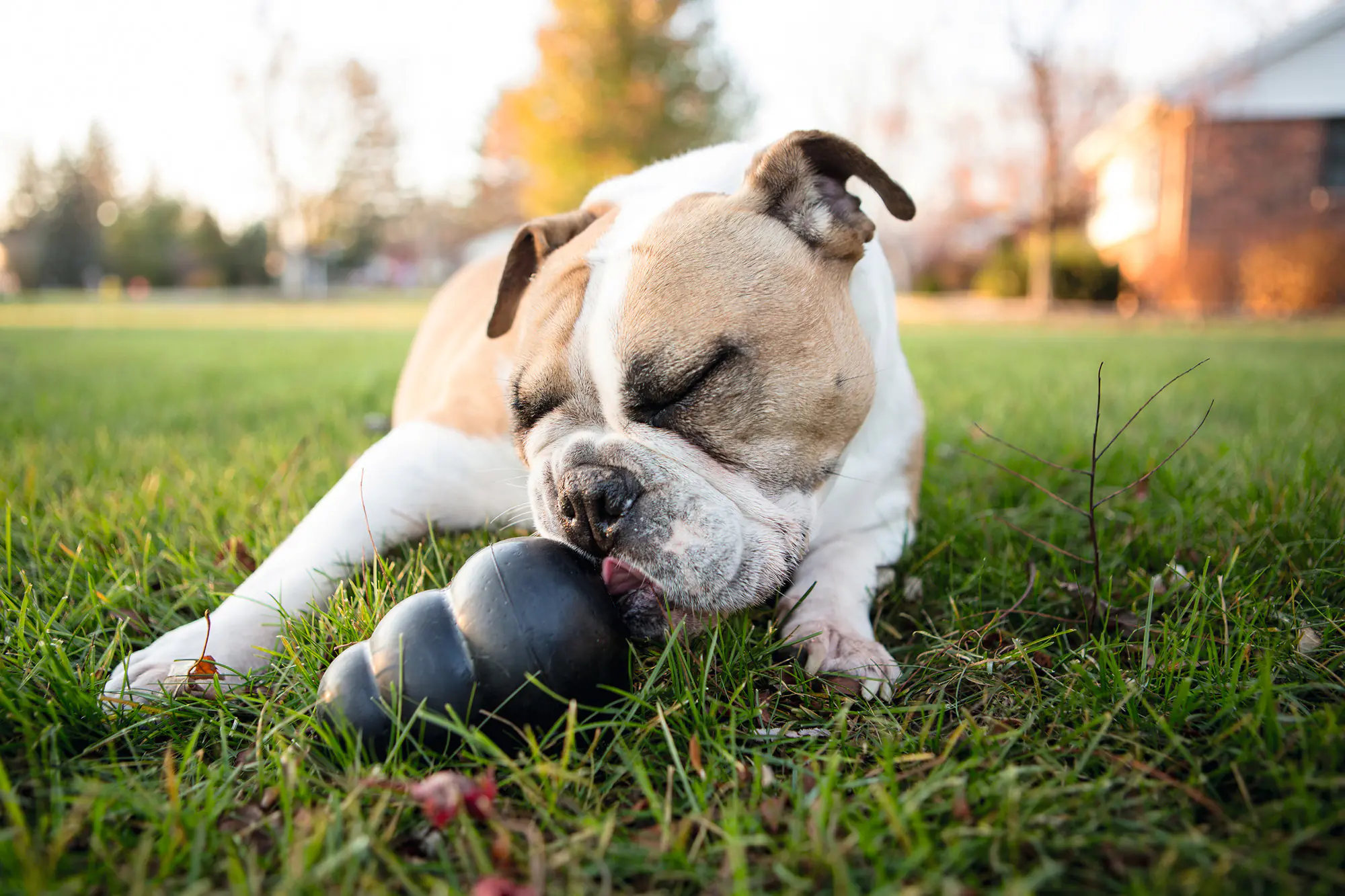 Kong Hundespielzeug Extreme 10 cm schwarz