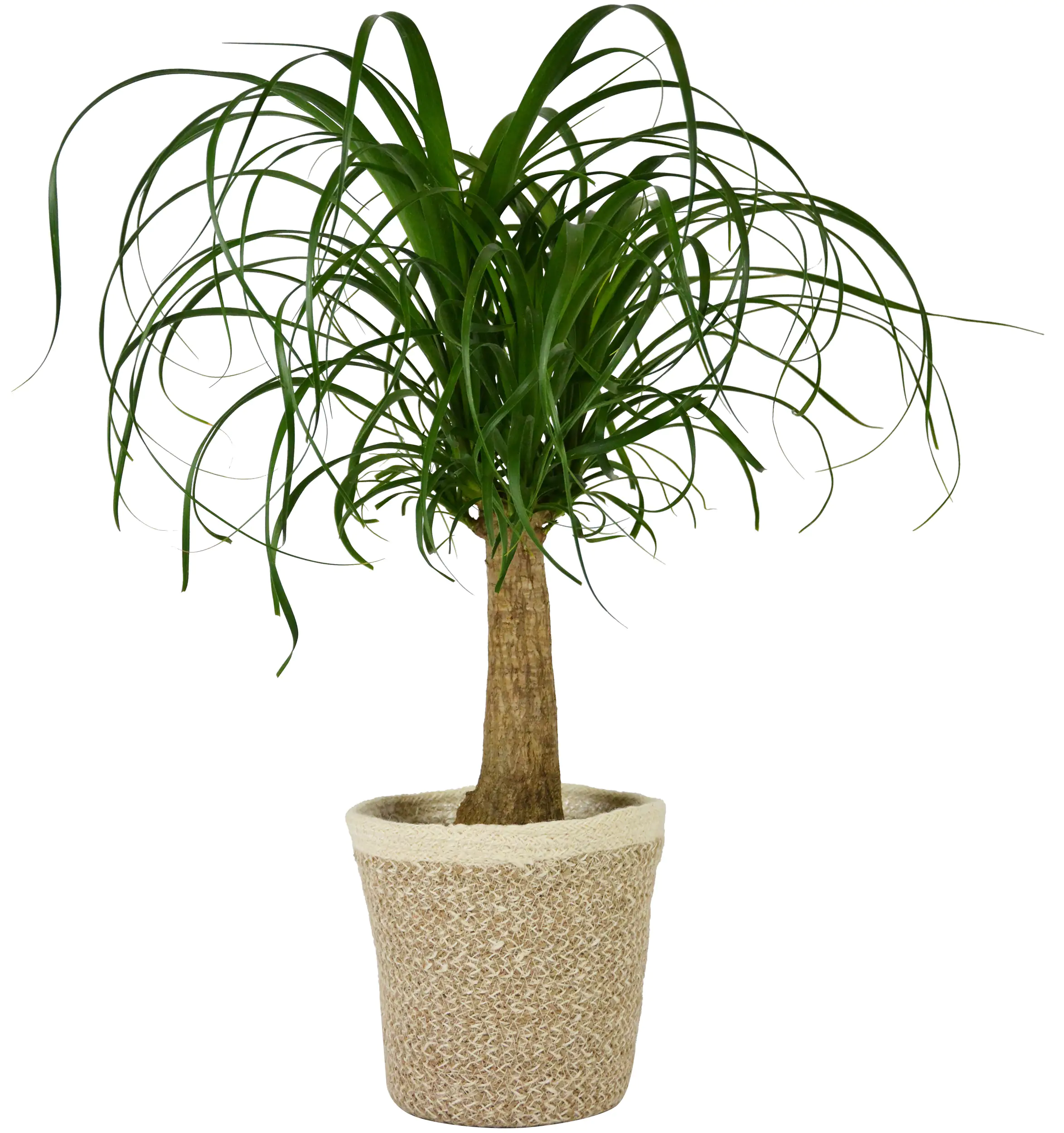 Elefantenfuß Beaucarnea H ca. 50 cm 19 cm Topf