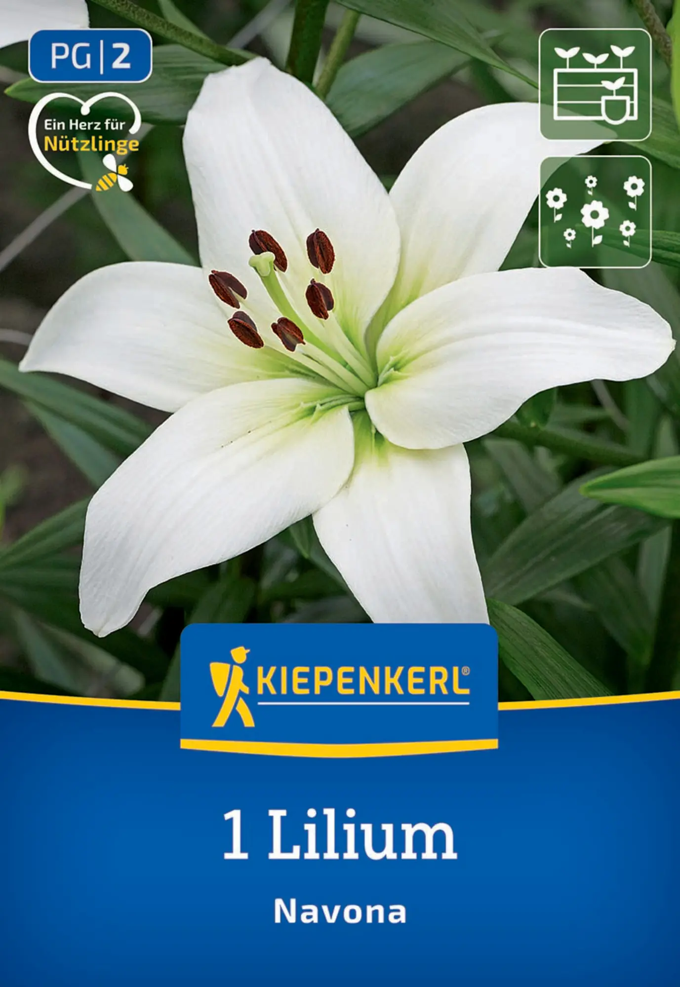 Kiepenkerl Frühjahrsblumenzwiebel Asiatische Lilie Navona 1 Stück