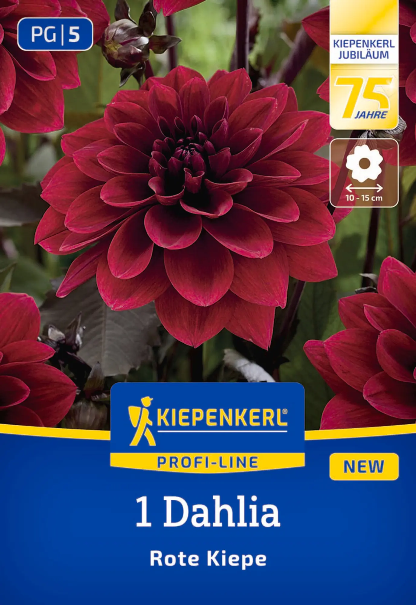 Kiepenkerl Profi-Line Frühjahrsblumenzwiebel Dekorative Dahlie Rote Kiepe 1 Stück