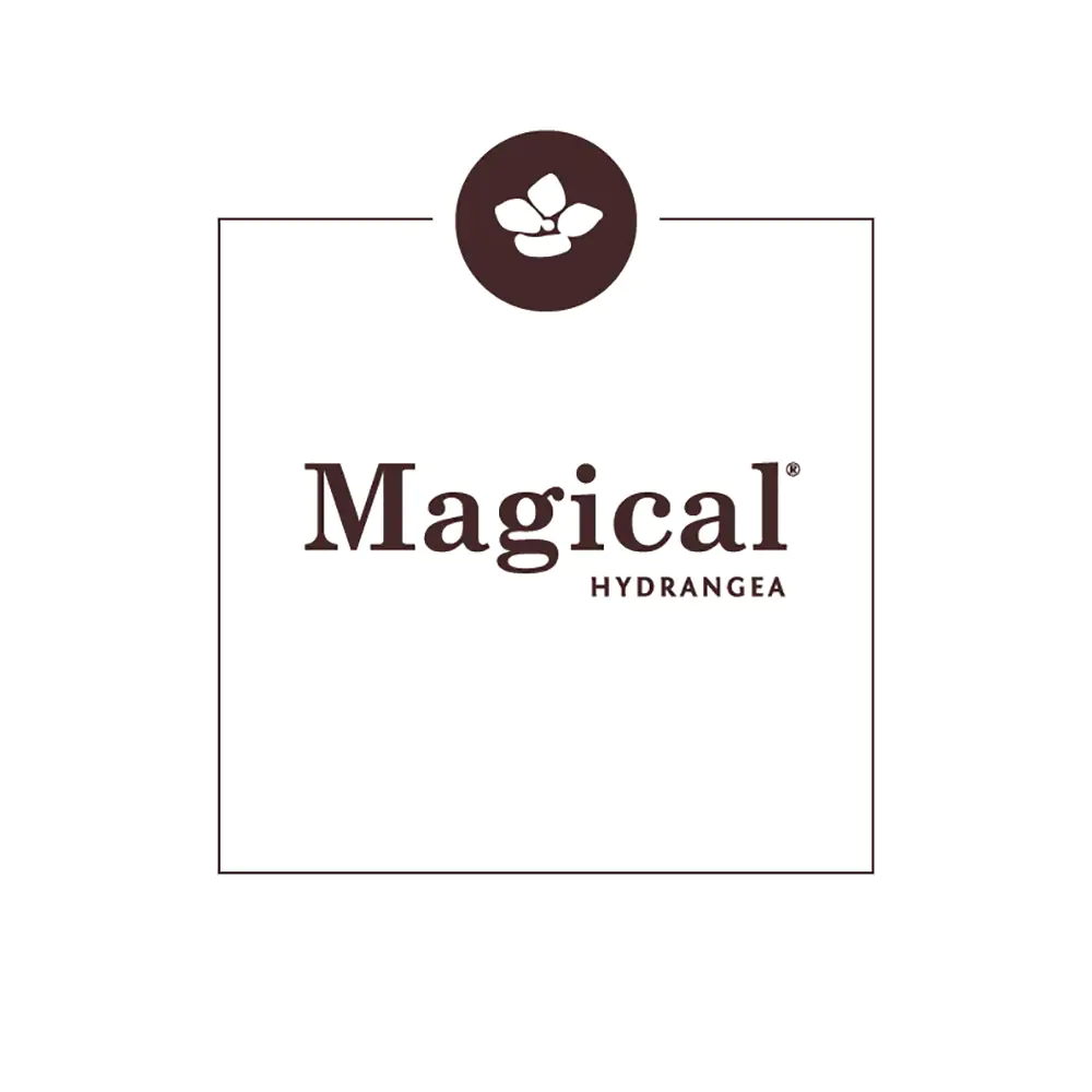 Gartenhortensie Hydrangea mac. Magical Ha ca. 30 cm 23 cm Topf Gartenhortensie Hydrangea mac. Magical Ha ca. 30 cm 23 cm Topf