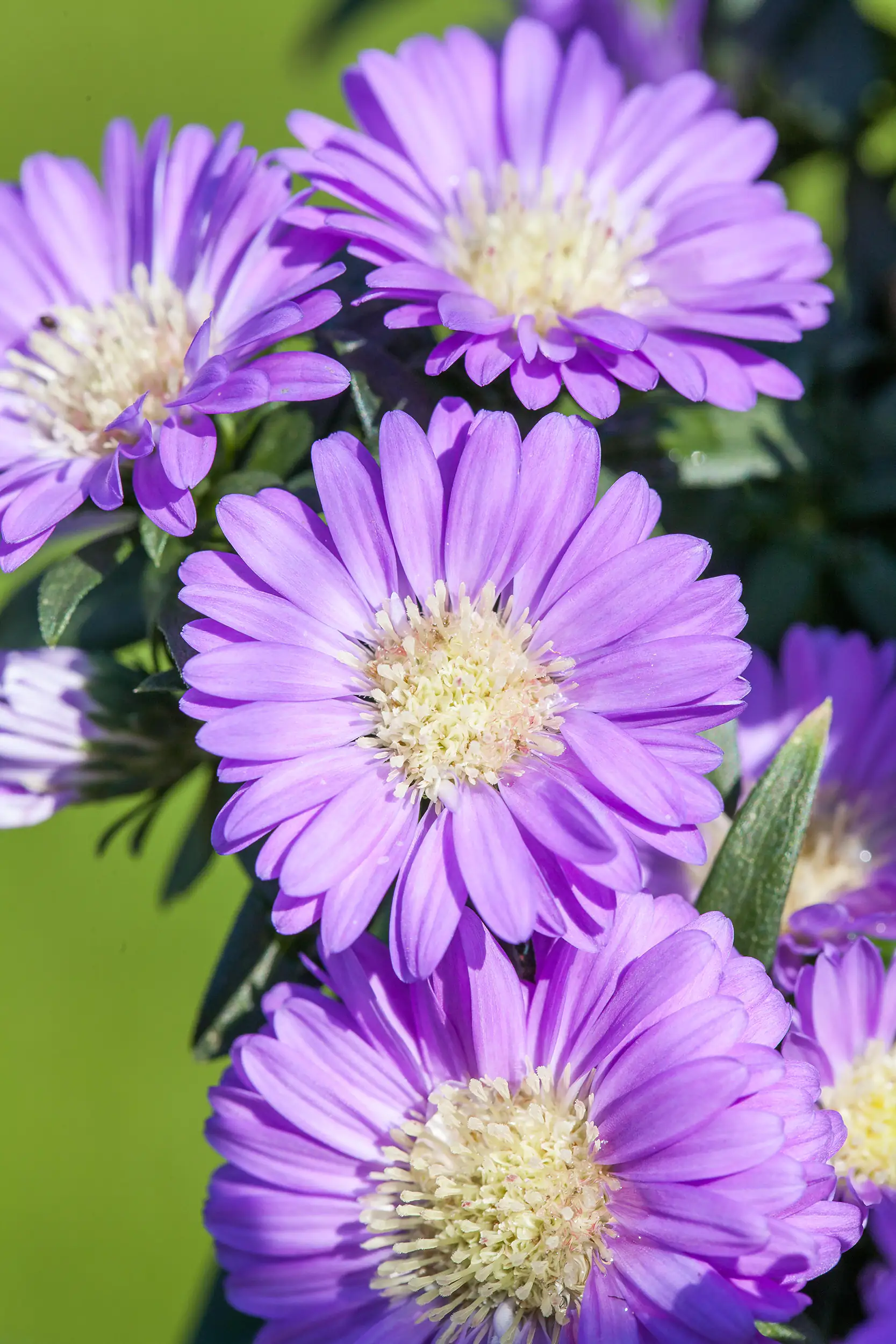 8717432463656_05 Aster Mystery Lady 12 cm Topf