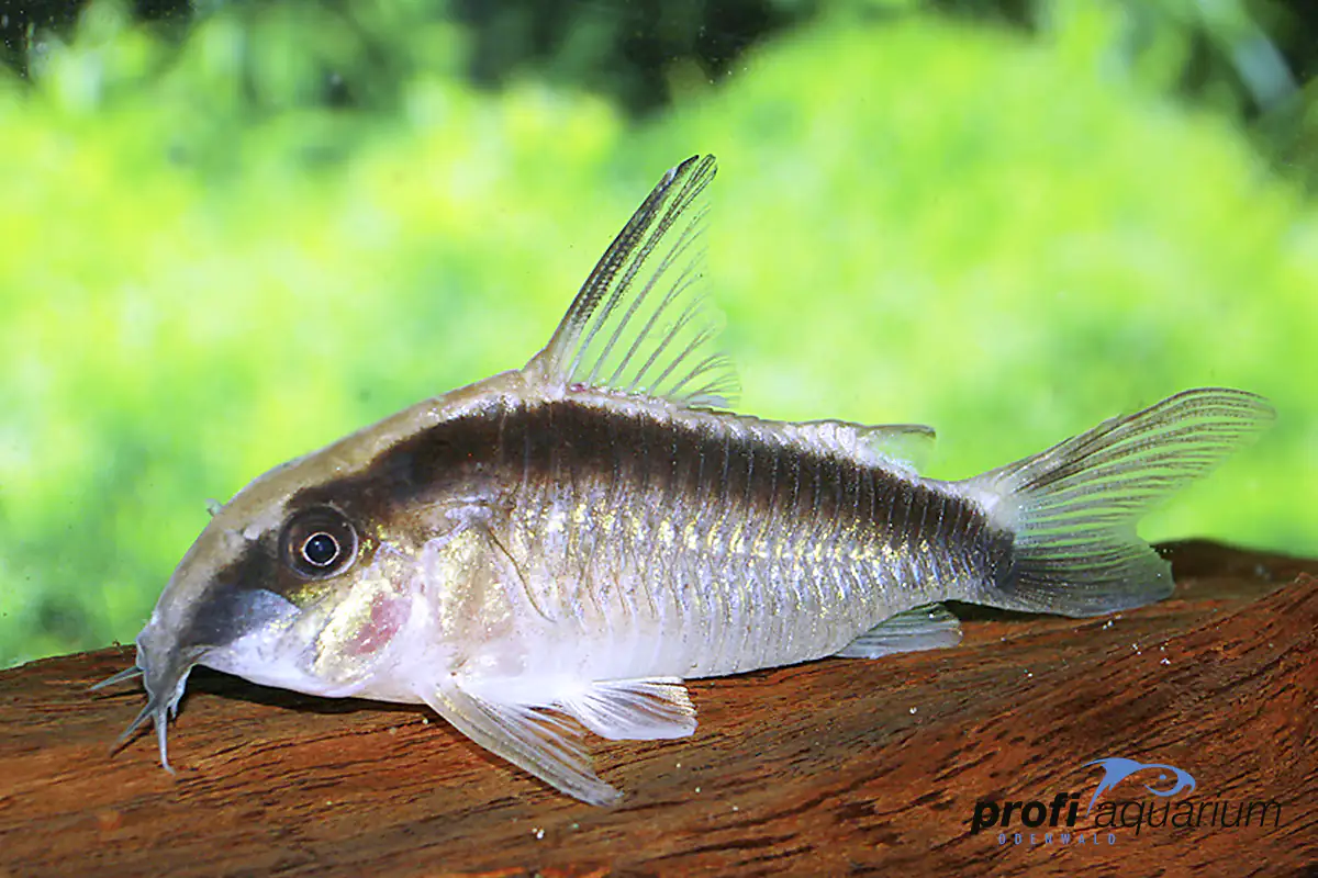 Aquariumfisch Stromlinienpanzerwels Corydoras arcuatus
