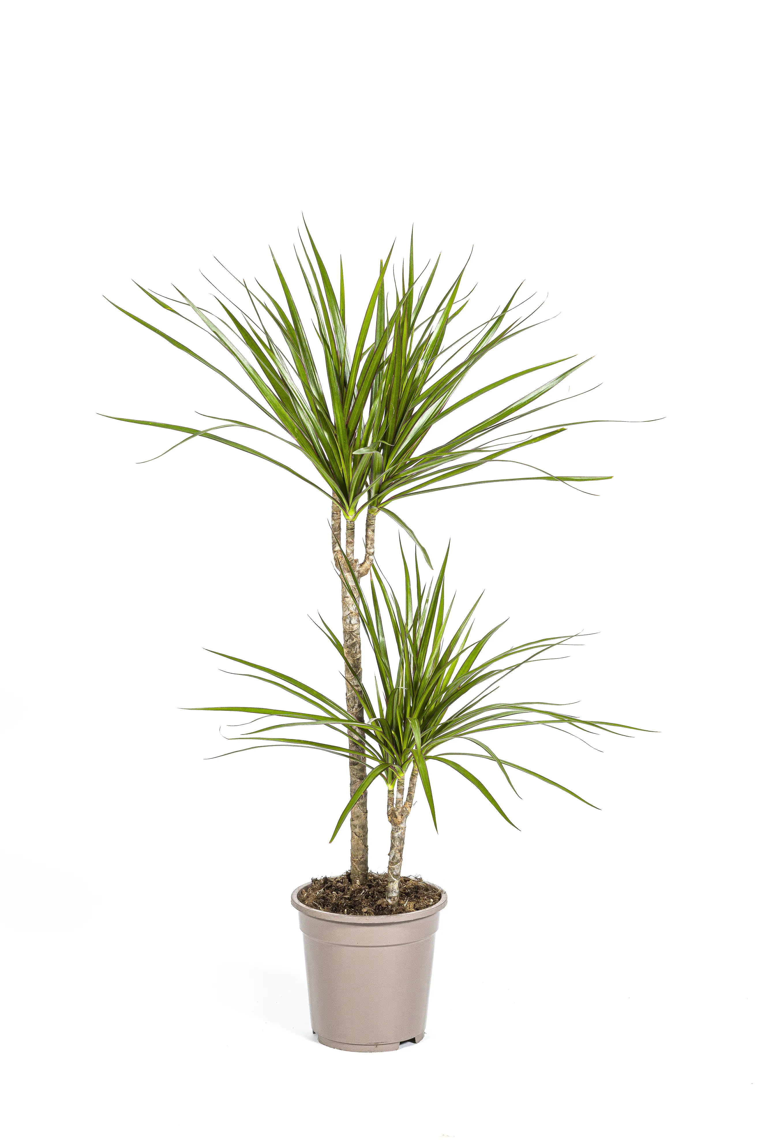 Drachenbaum Dracaena Marginata H 80 cm 19 cm Topf