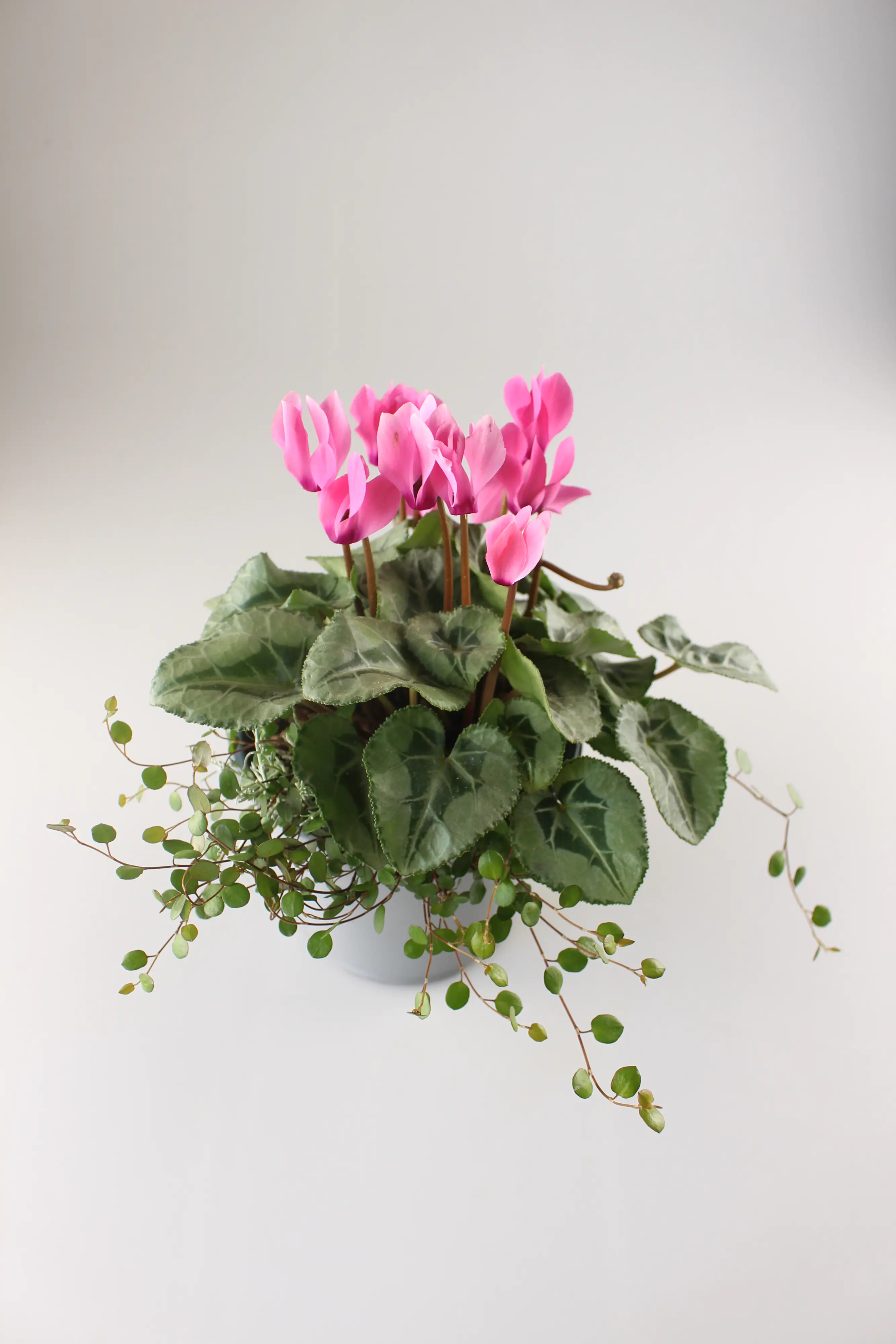 Alpenveilchen Cyclamen purpurascens 14 cm Topf Alpenveilchen Cyclamen purpurascens 14 cm Topf