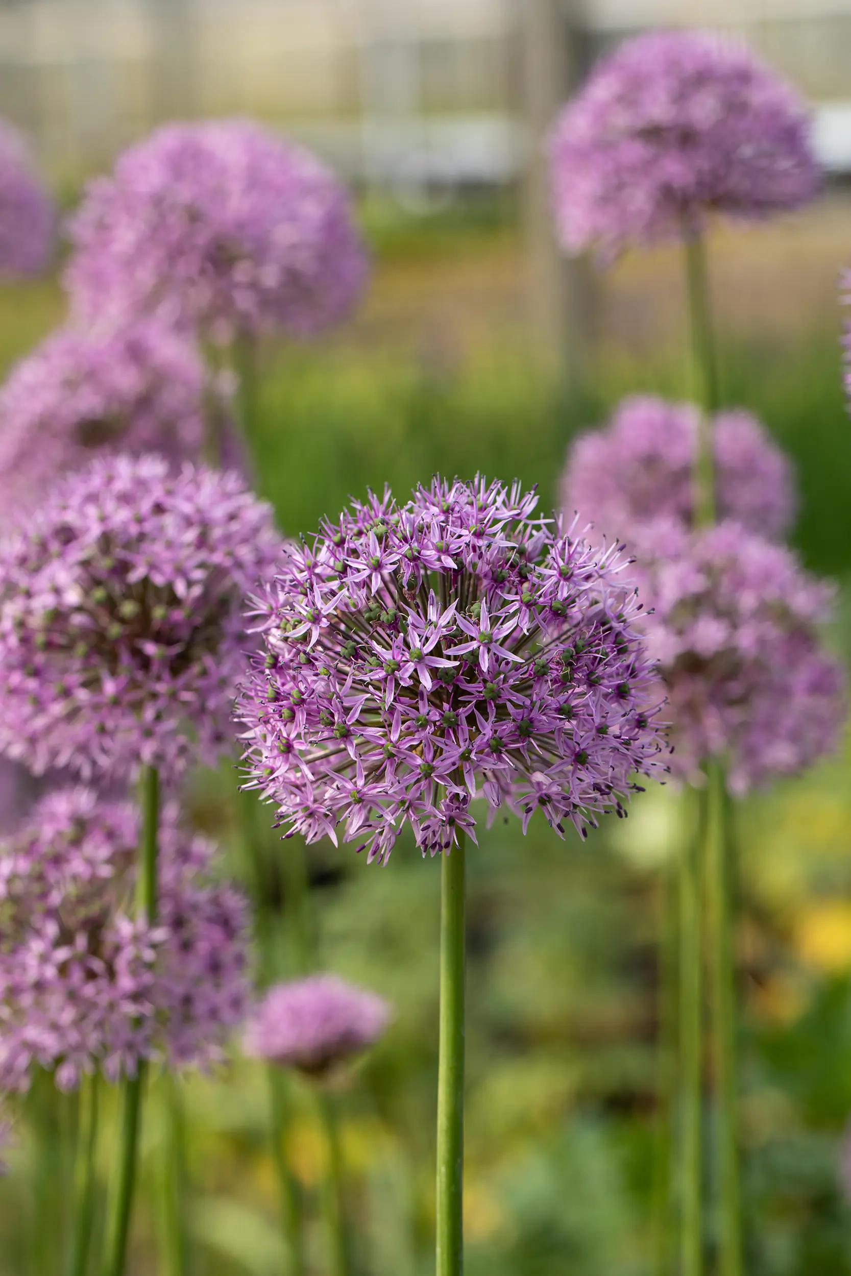 Allium Zierlauch 30 - 40 cm 5 L Container