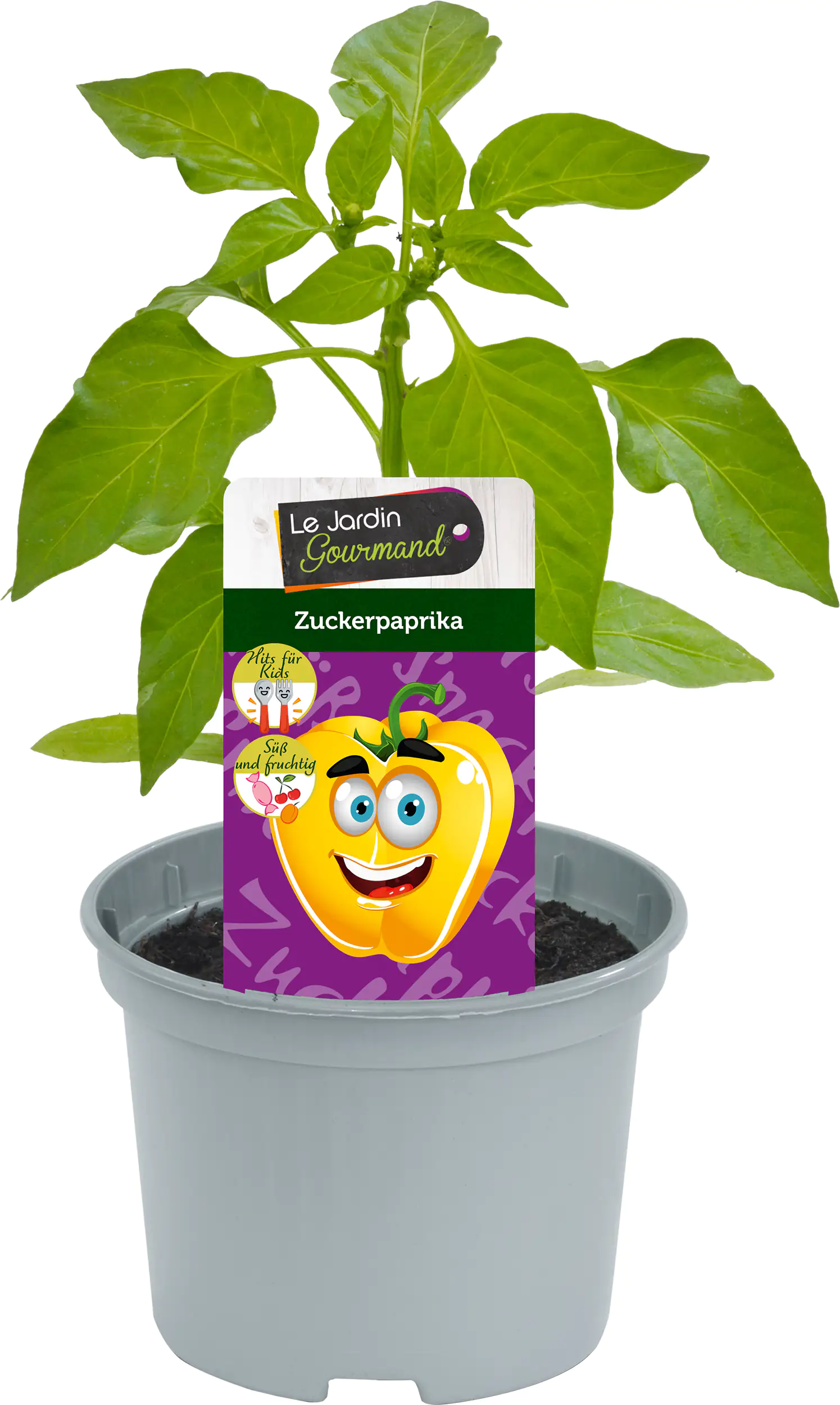 Gemüsepflanzen "Hits für Kids" Zuckerpaprika 12 cm Topf