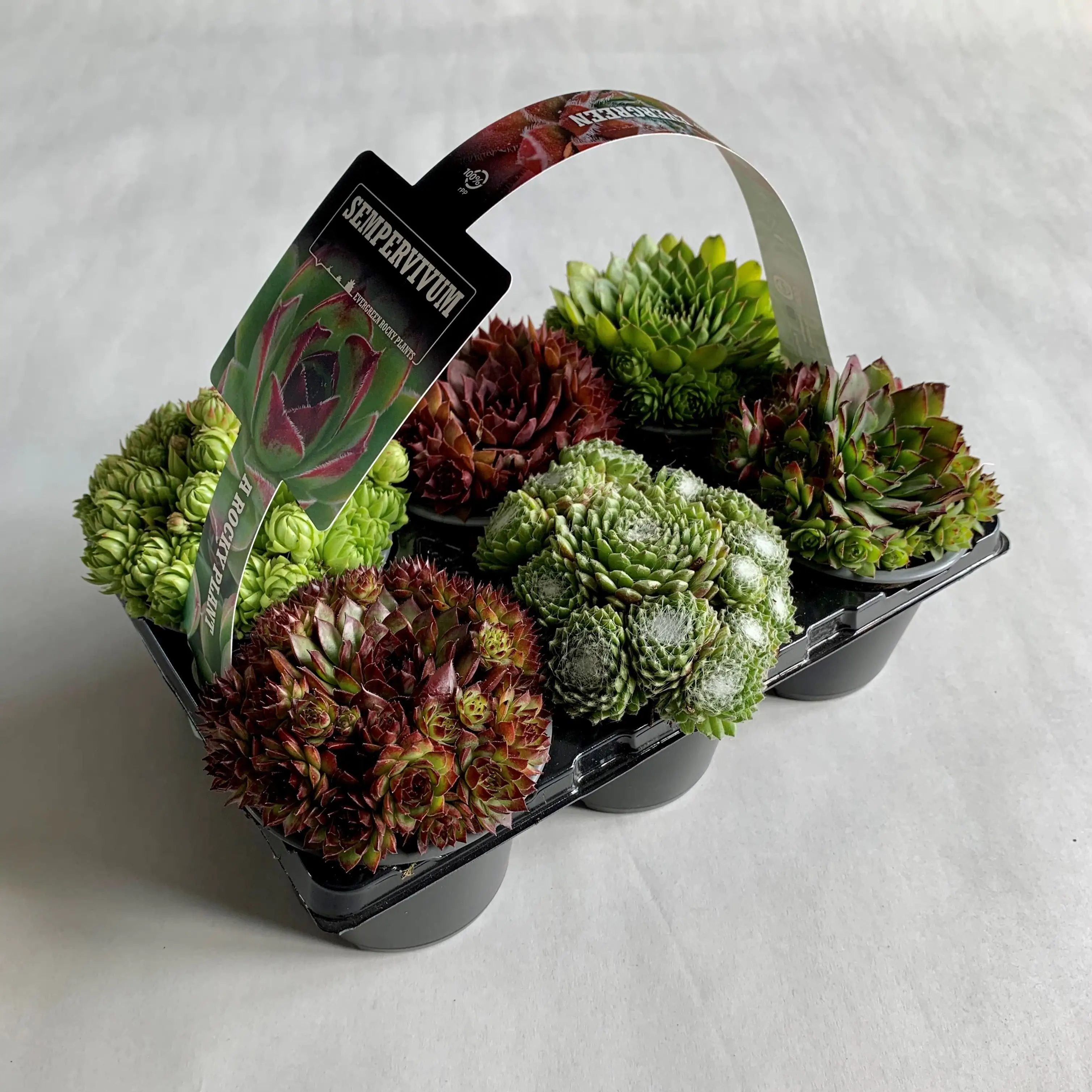 Hauswurz Sempervivum 6er Pack H 5 cm 9 cm Topf Hauswurz Sempervivum 6er Pack H 5 cm 9 cm Topf
