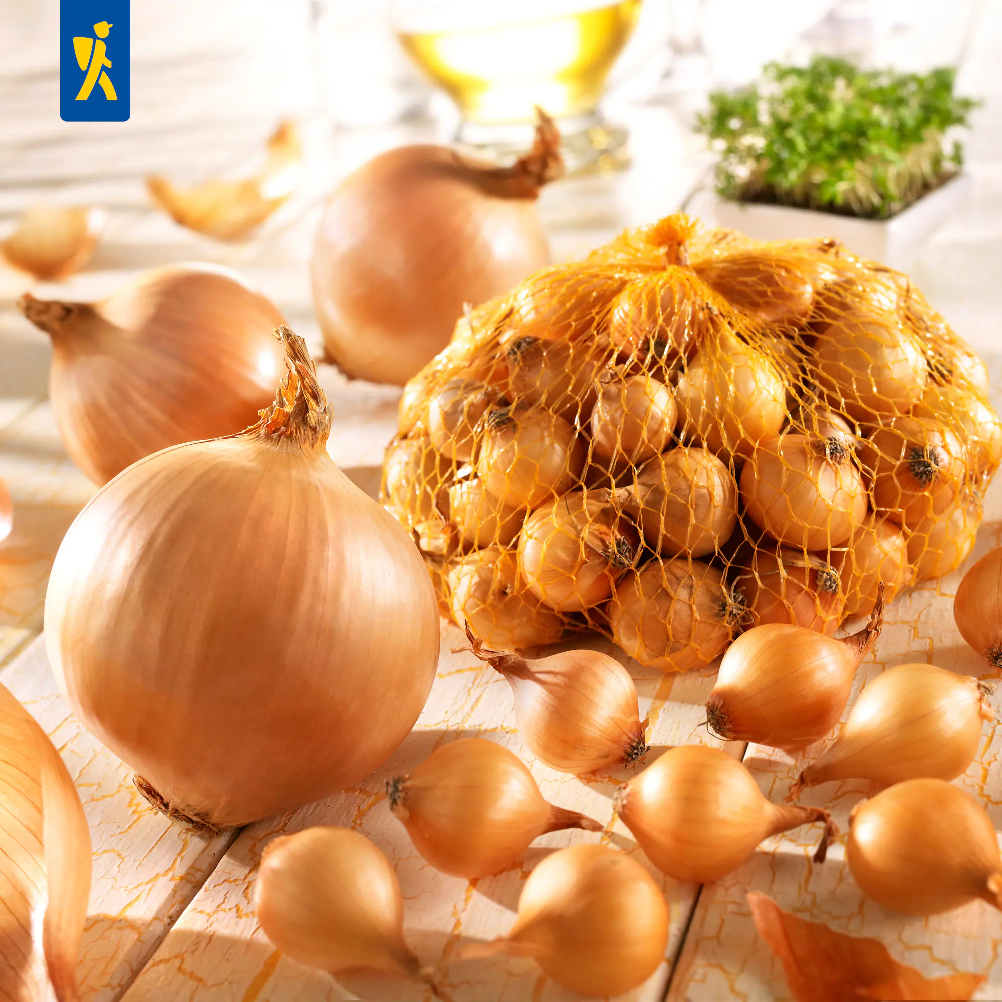 Kiepenkerl Steckzwiebel Stuttgarter Riesen Gr.14/24, 250 g