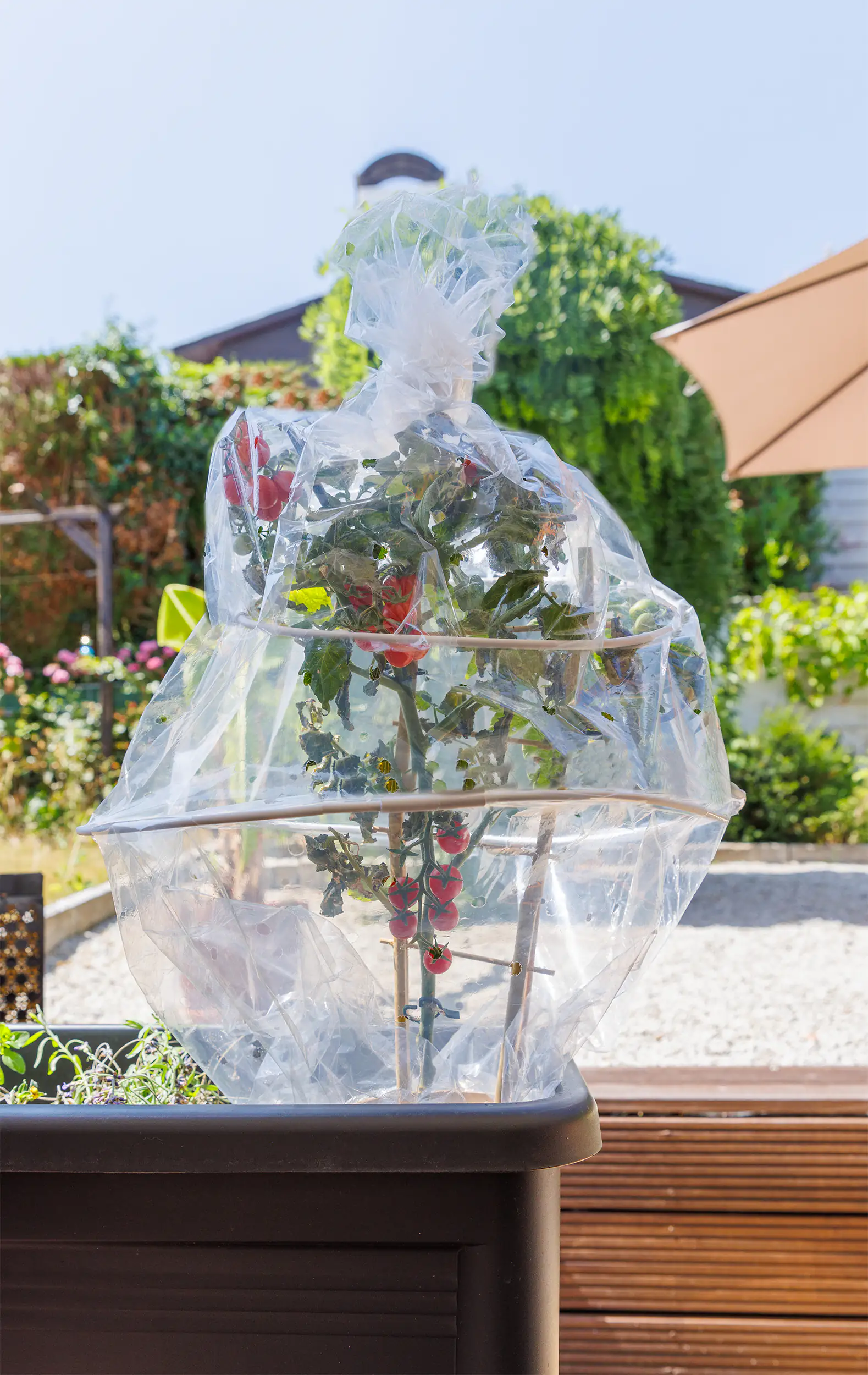 TrendLine Tomatenreifhaube 0,65 x 1,3 m