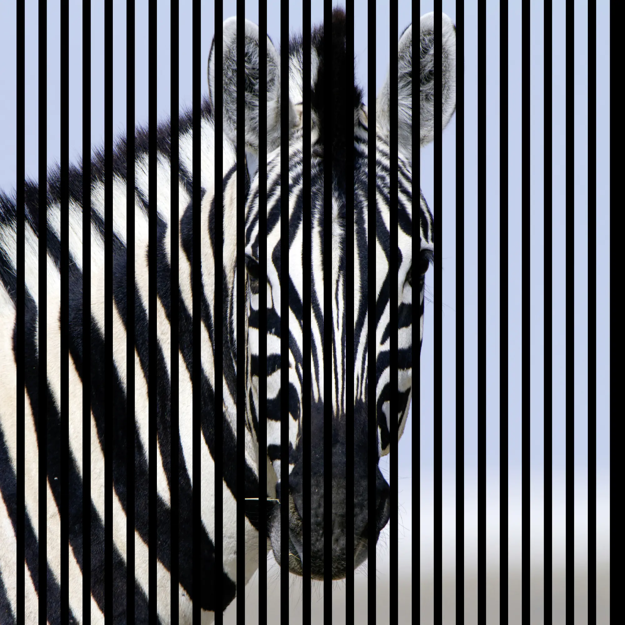 Neuhofer Akustikpaneele Zebra 119,5 x 113,3 x 1,9 cm Neuhofer Akustikpaneele Zebra 119,5 x 113,3 x 1,9 cm