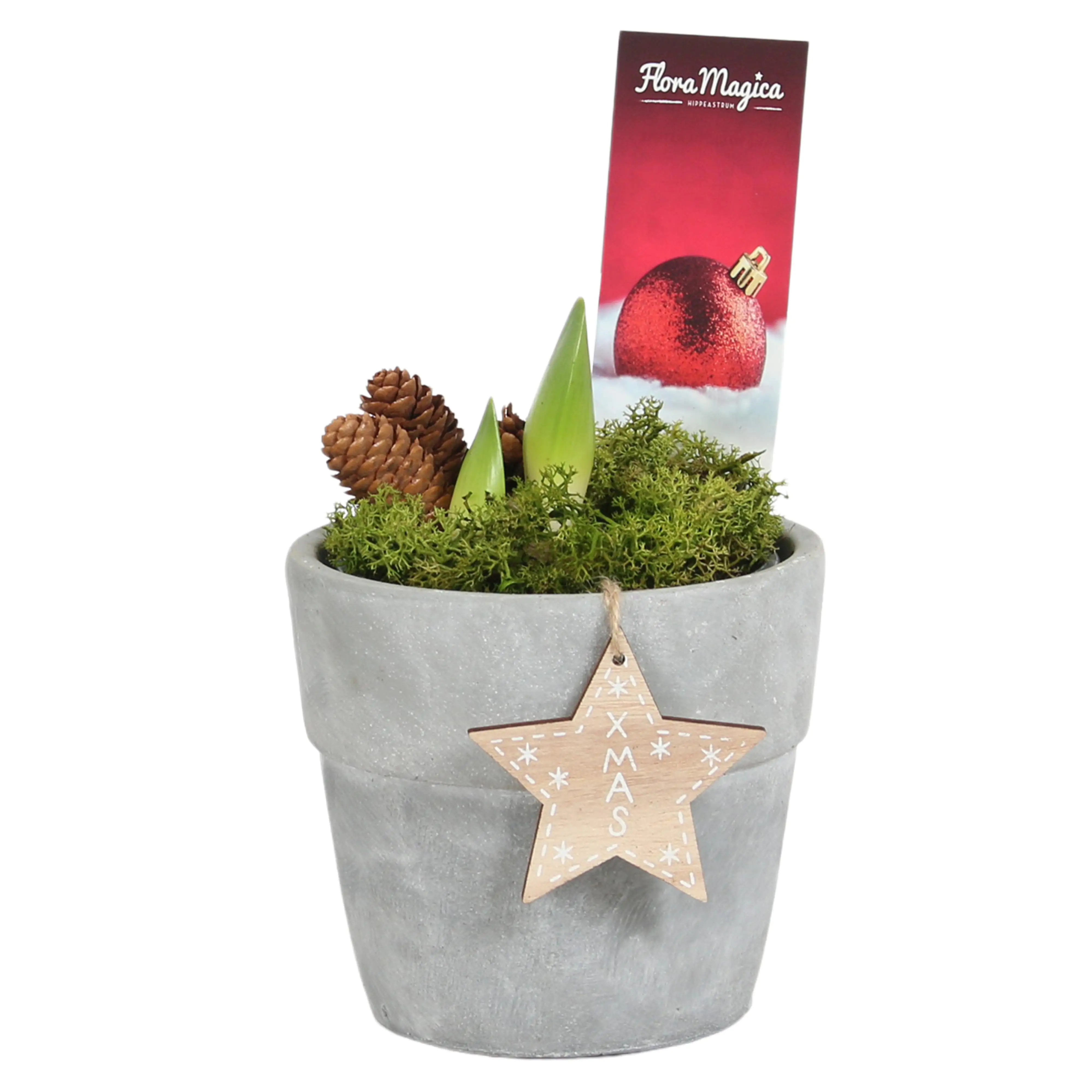 Amaryllis Hippeastrum 2 Knospen im Dem übertopf 12 cm Topf