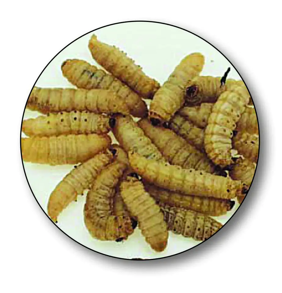 Dresdner Angelköder Bienenmaden 40 Stück Dose