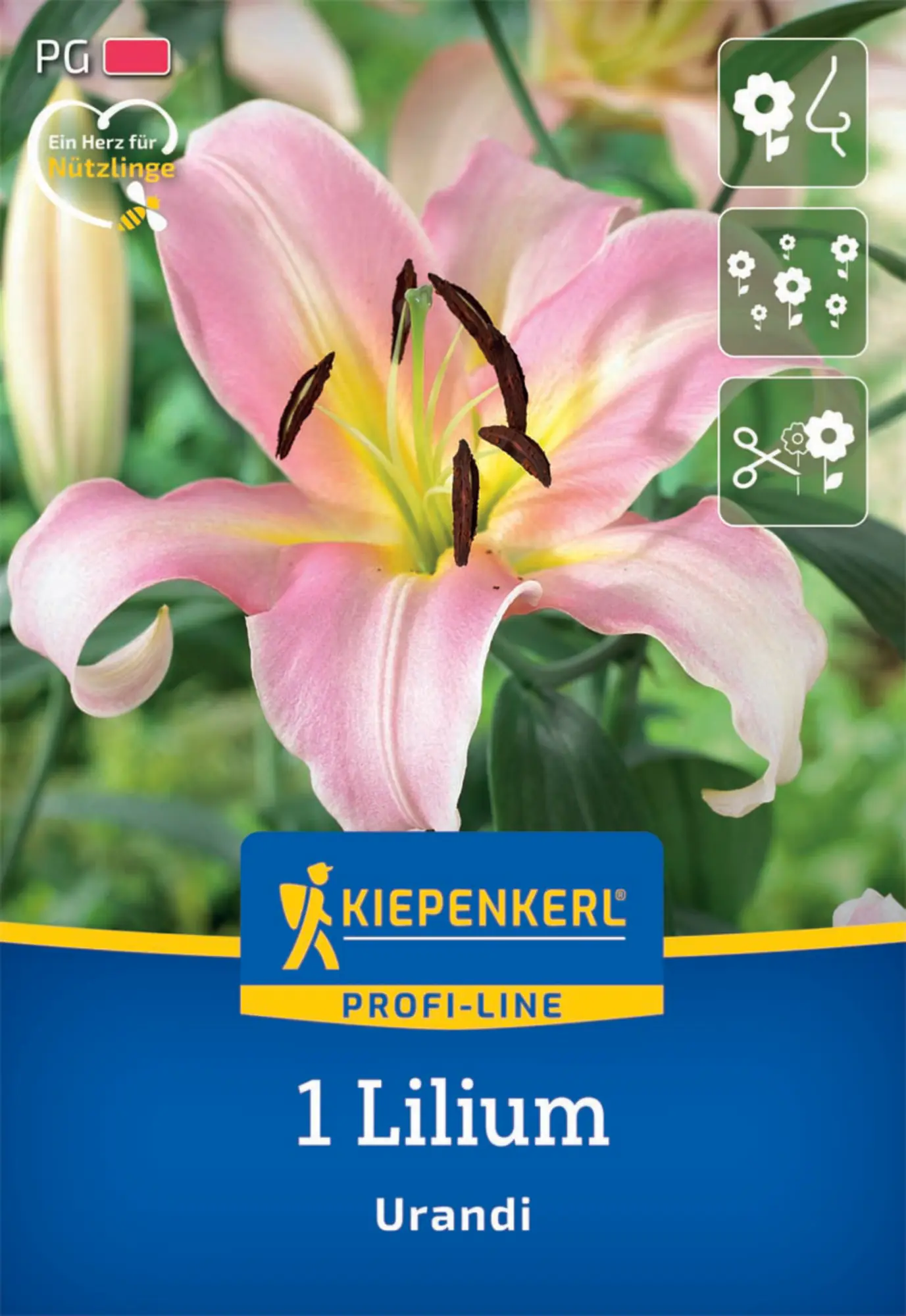 Kiepenkerl Herbstblumenzwiebel Baumlilie Urandi 1 Stück
