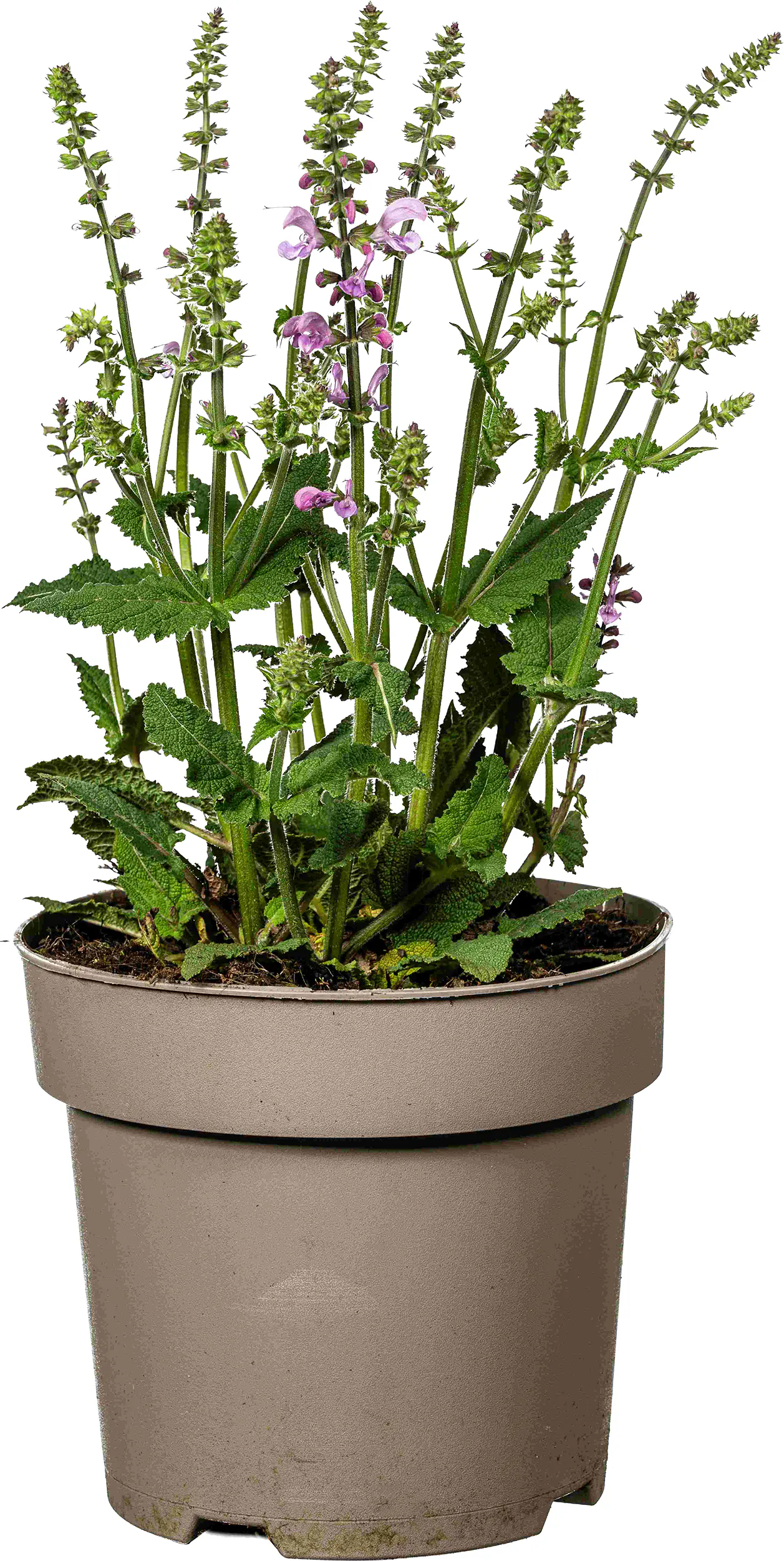 Salvia pratensis Wiesensalbei 19 cm Topf