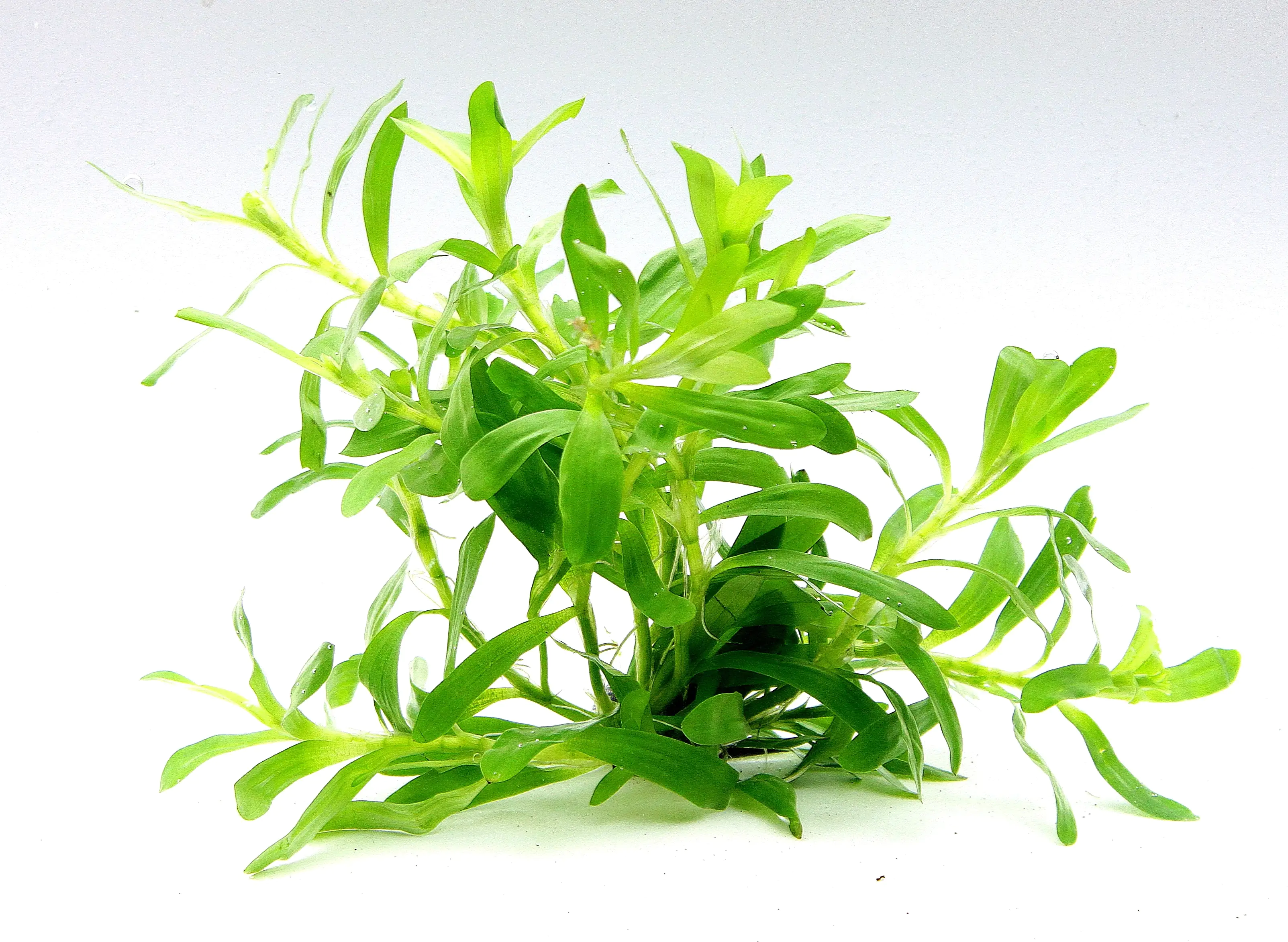 4001615300116 Dennerle Aquarienpflanze Heteranthera zosterifolia InVitro