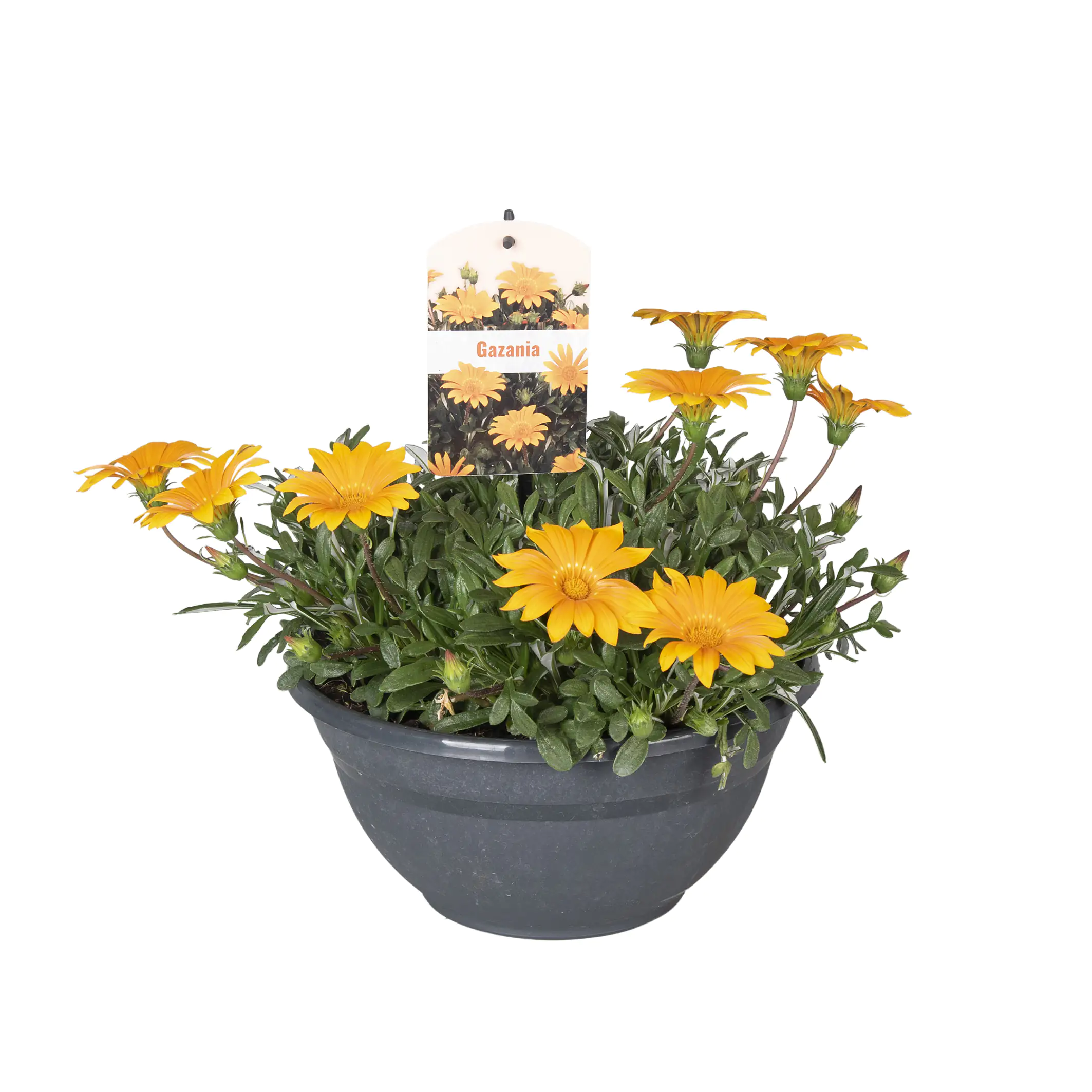 Beet -und Balkonpflanzen in Schale H 20 cm 27 cm Schale