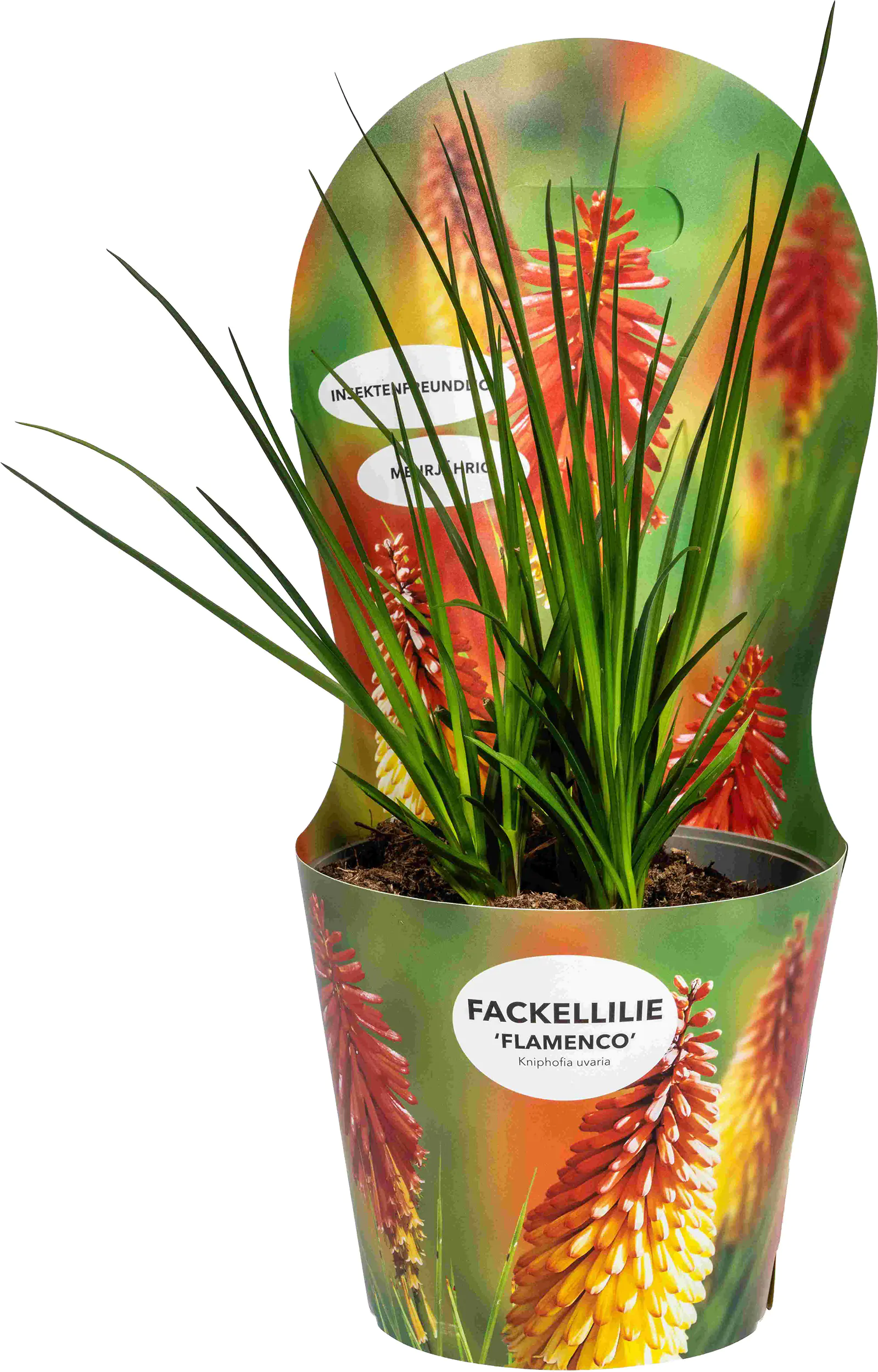 Fackellilie Kniphofia uvaria 'Flamenco' 19 cm Topf