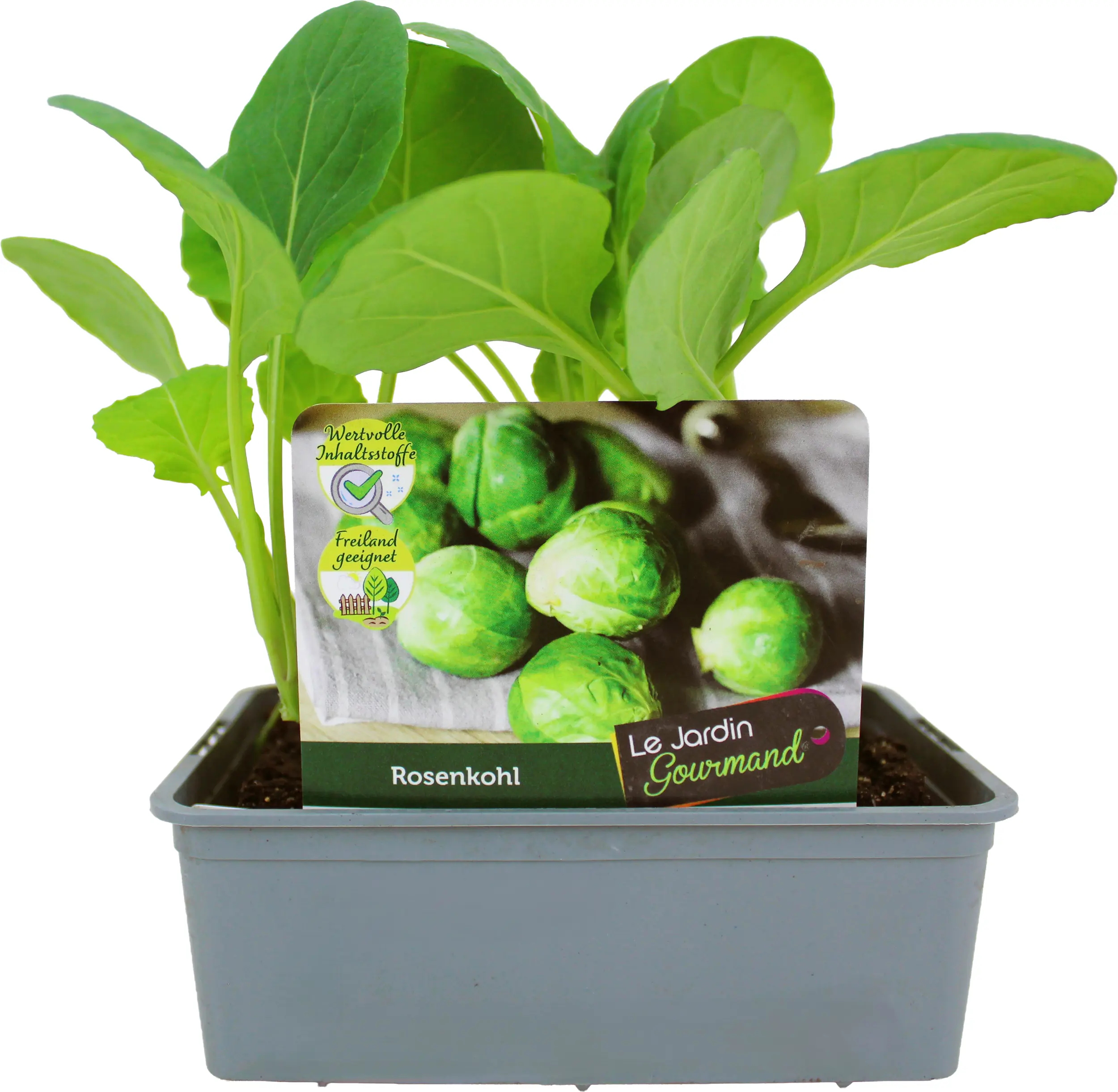 Kohlgemüse"Le Jardin Gourmand" Rosenkohl 6er Schale