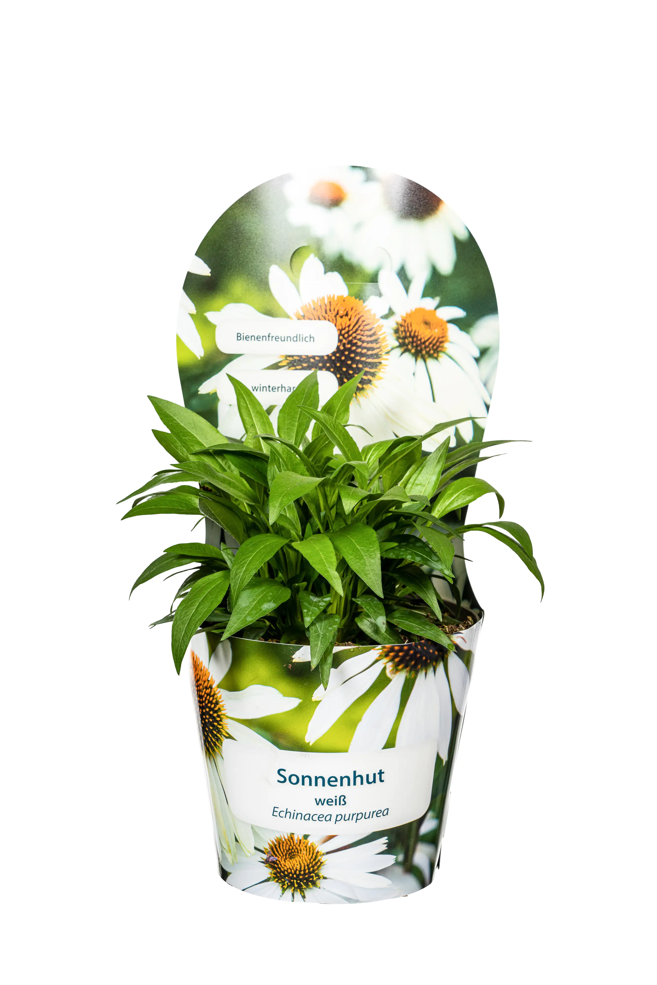 Sonnenhut Echinacea purpurea 19 cm Topf