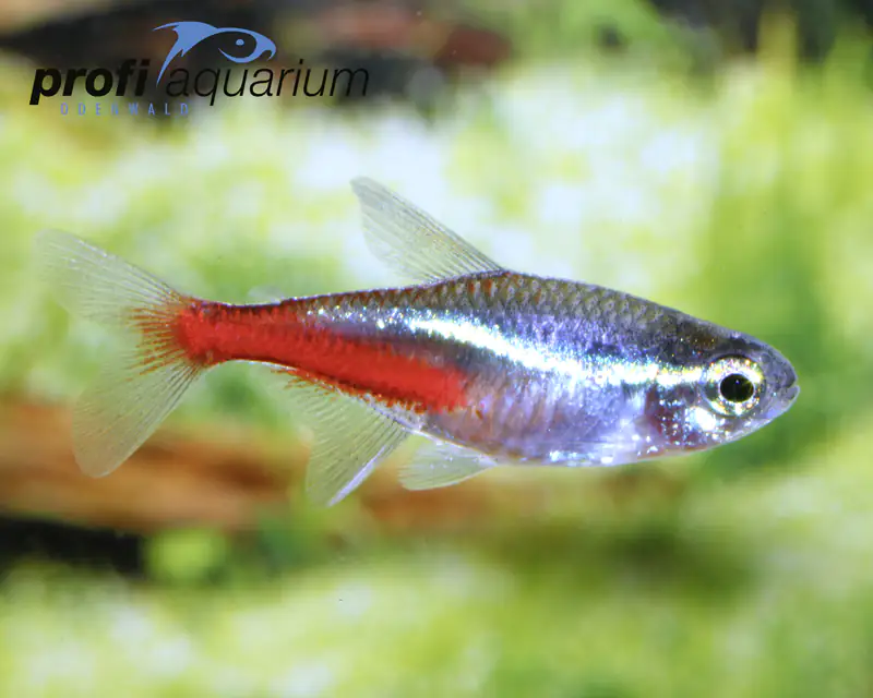 Aquariumfisch Neonsalmler 2,5 cm Paracheirodon innesi