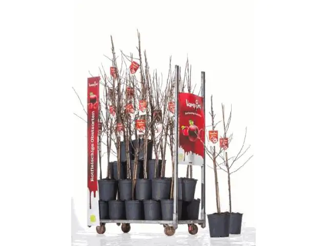 Apfelbäume in Sondersorten Vampira Apfelbaum - 10 L Container