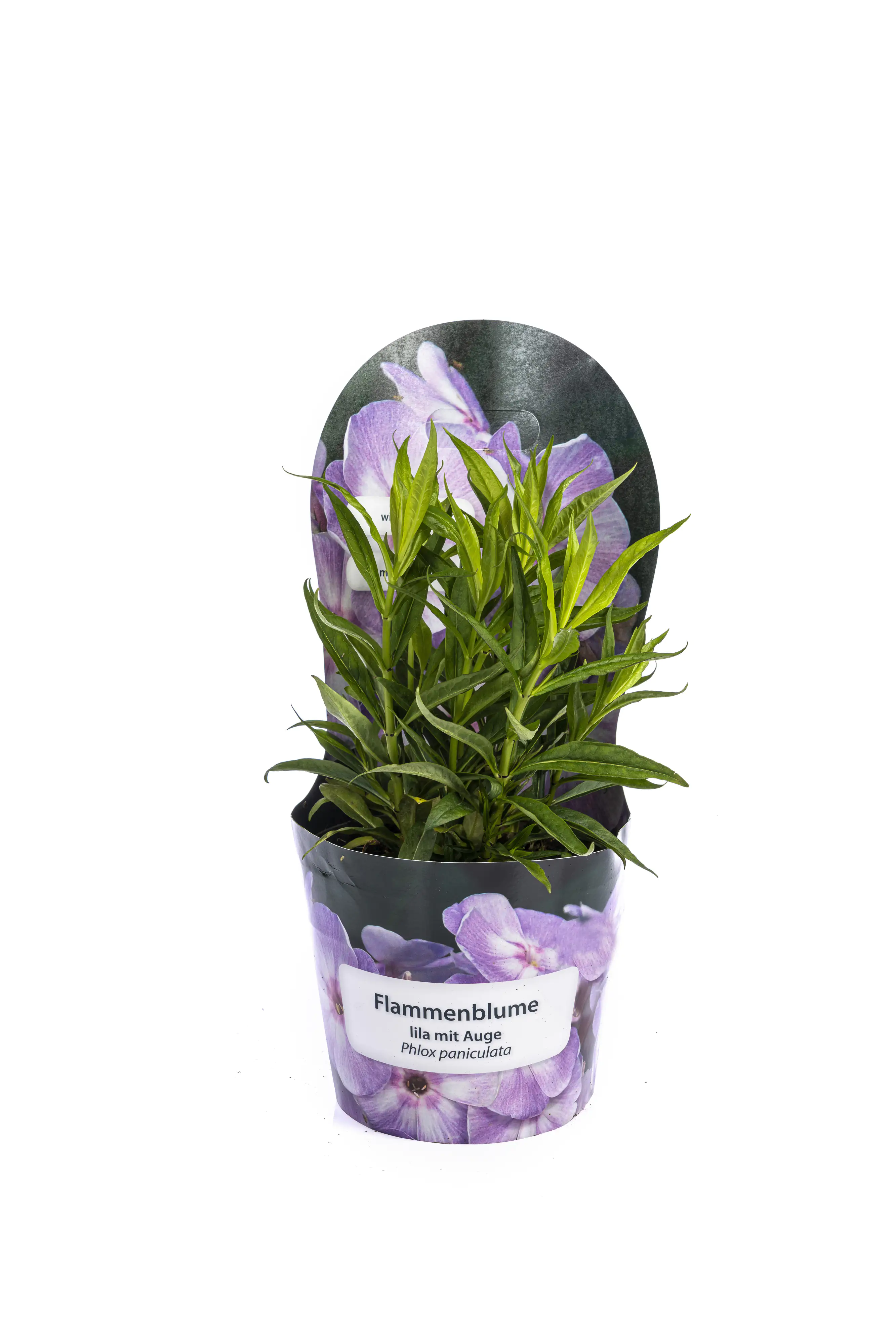 Solitärstauden Flammenblume Phlox paniculata H 60 - 120 cm 19 cm Topf