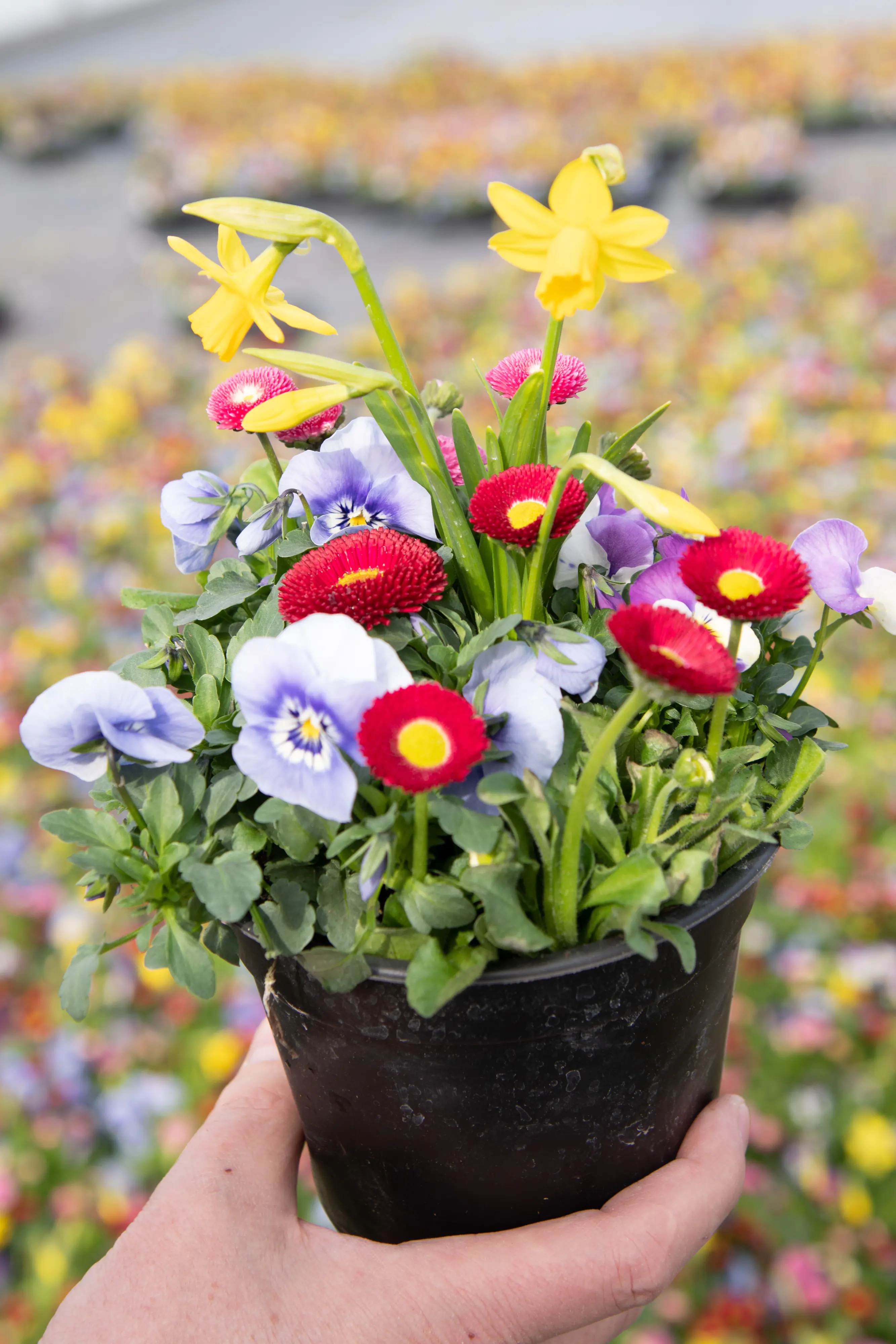 Frühlingserwachen Pflanzen-Mix 14 cm