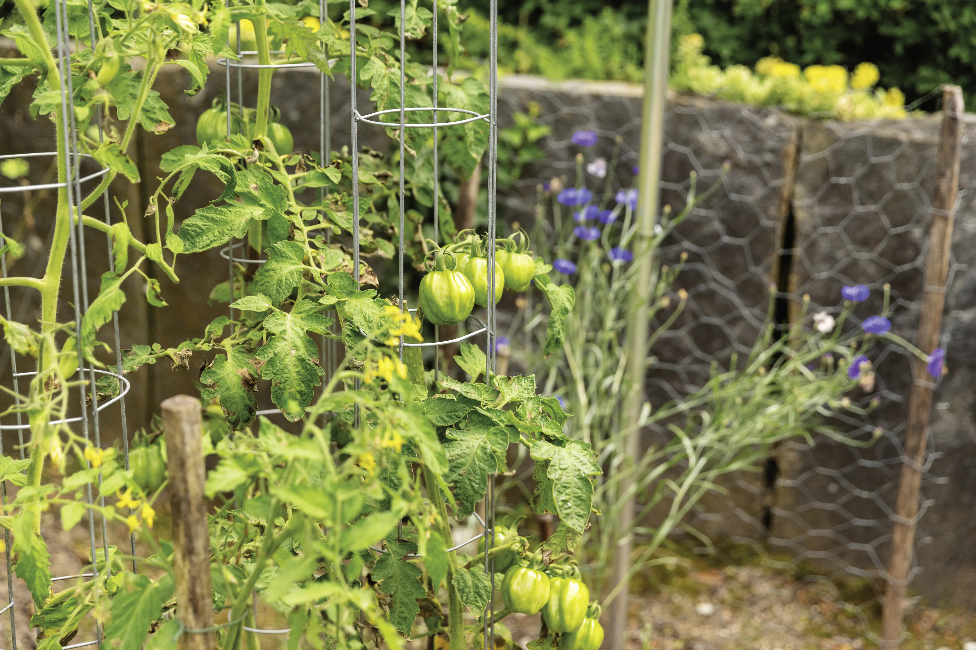 Bellissa Tomatenturm 120cm 120 cm hoch