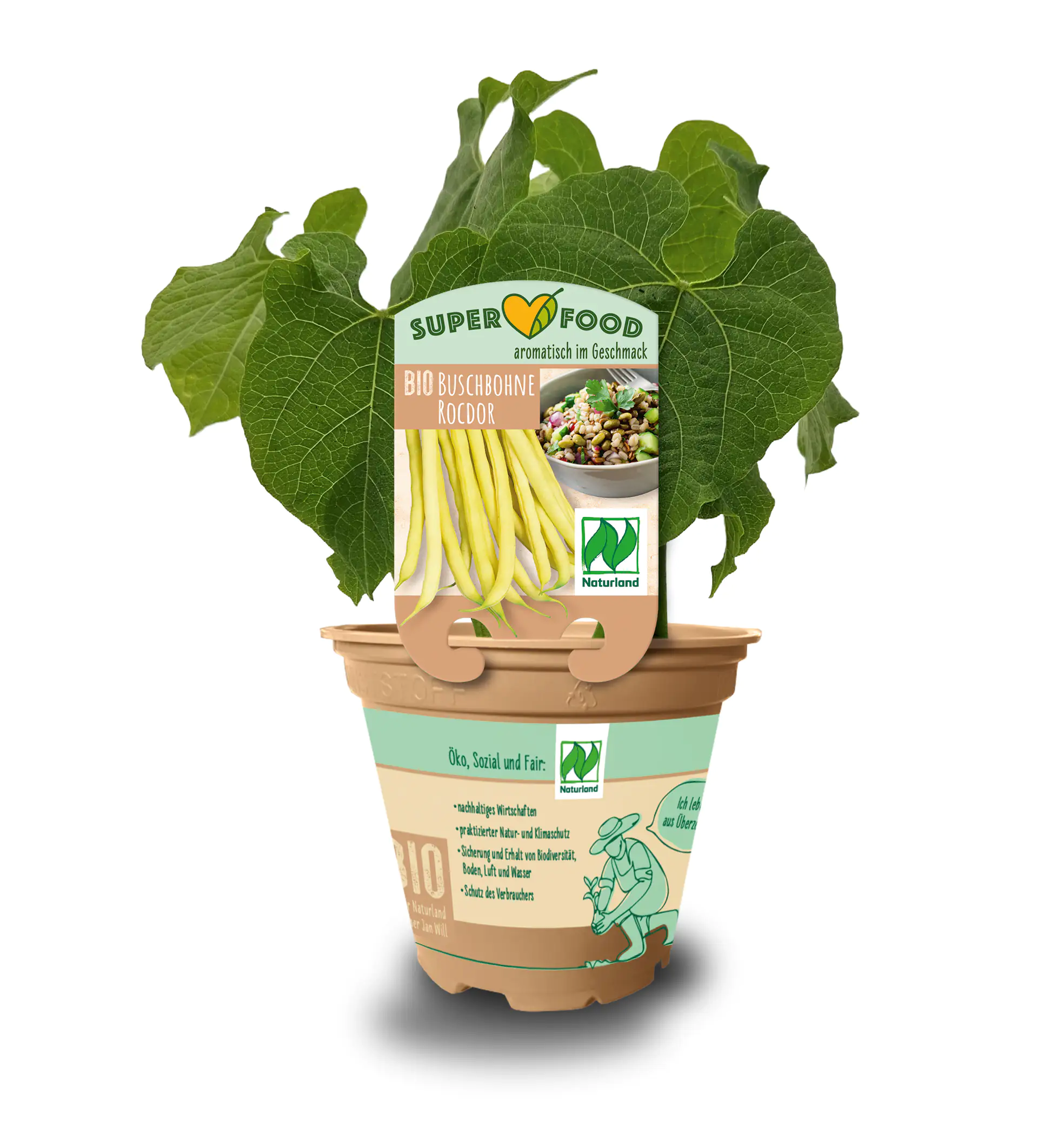 Phaseolus vulgaris var. Nanus Buschbohne 13 cm Topf