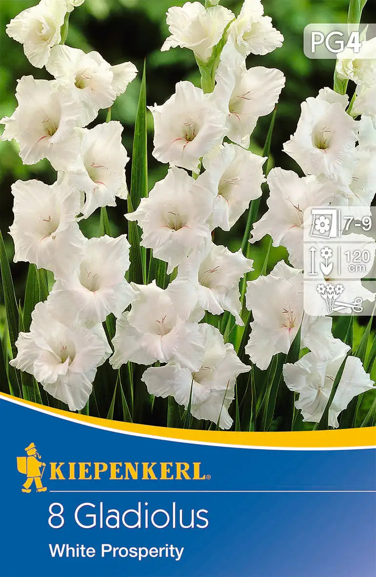 Kiepenkerl Großblumige Gladiole White Prosperity Kiepenkerl Großblumige Gladiole White Prosperity