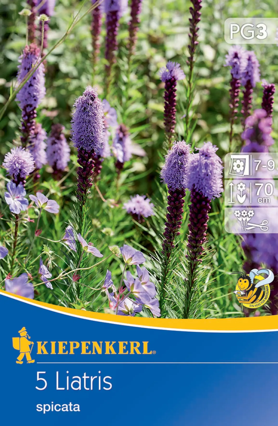 Kiepenkerl Prachtscharte Liatris Blau