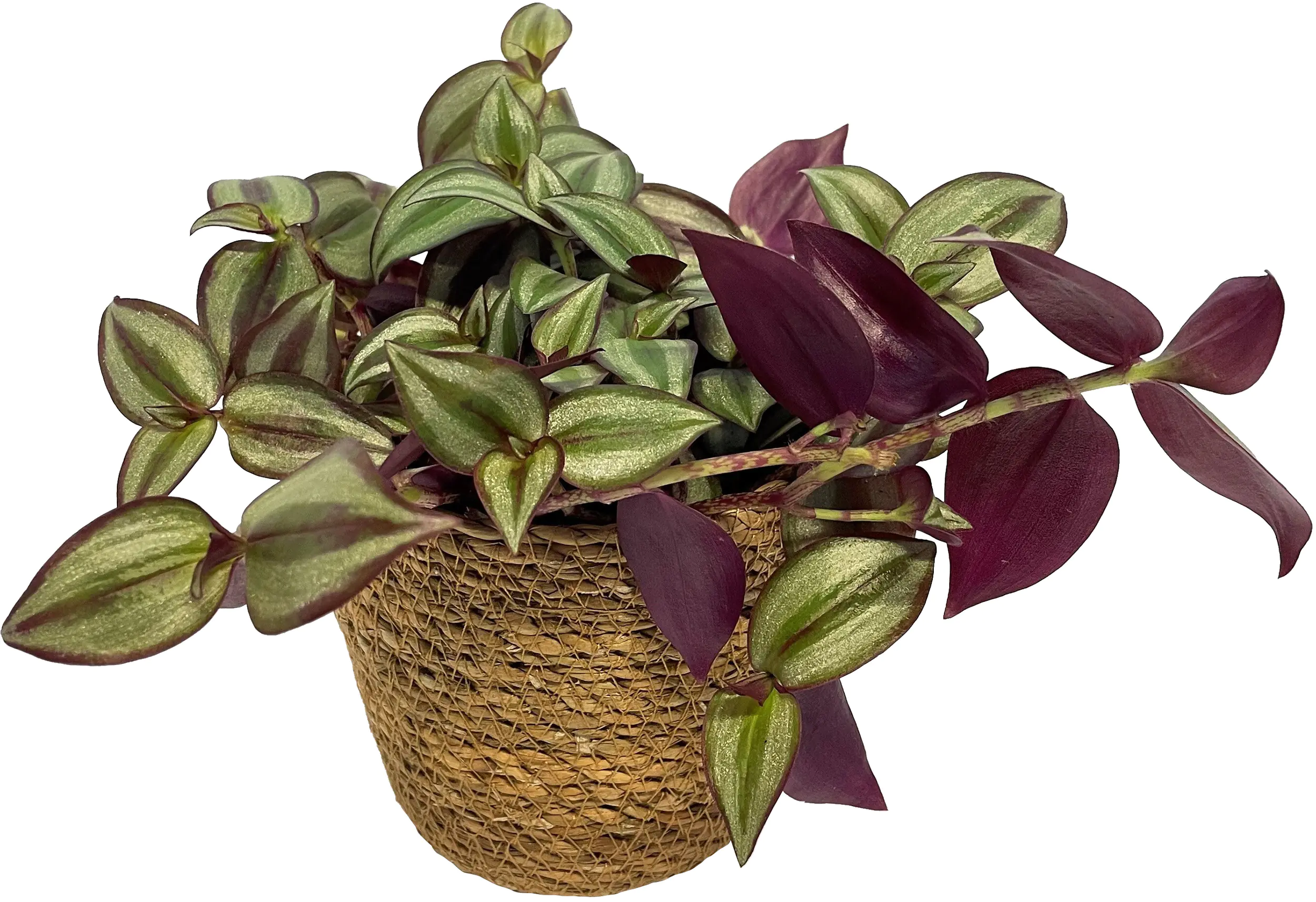 Grünpflanzen Mix 12cm im Meeresgras-Korb