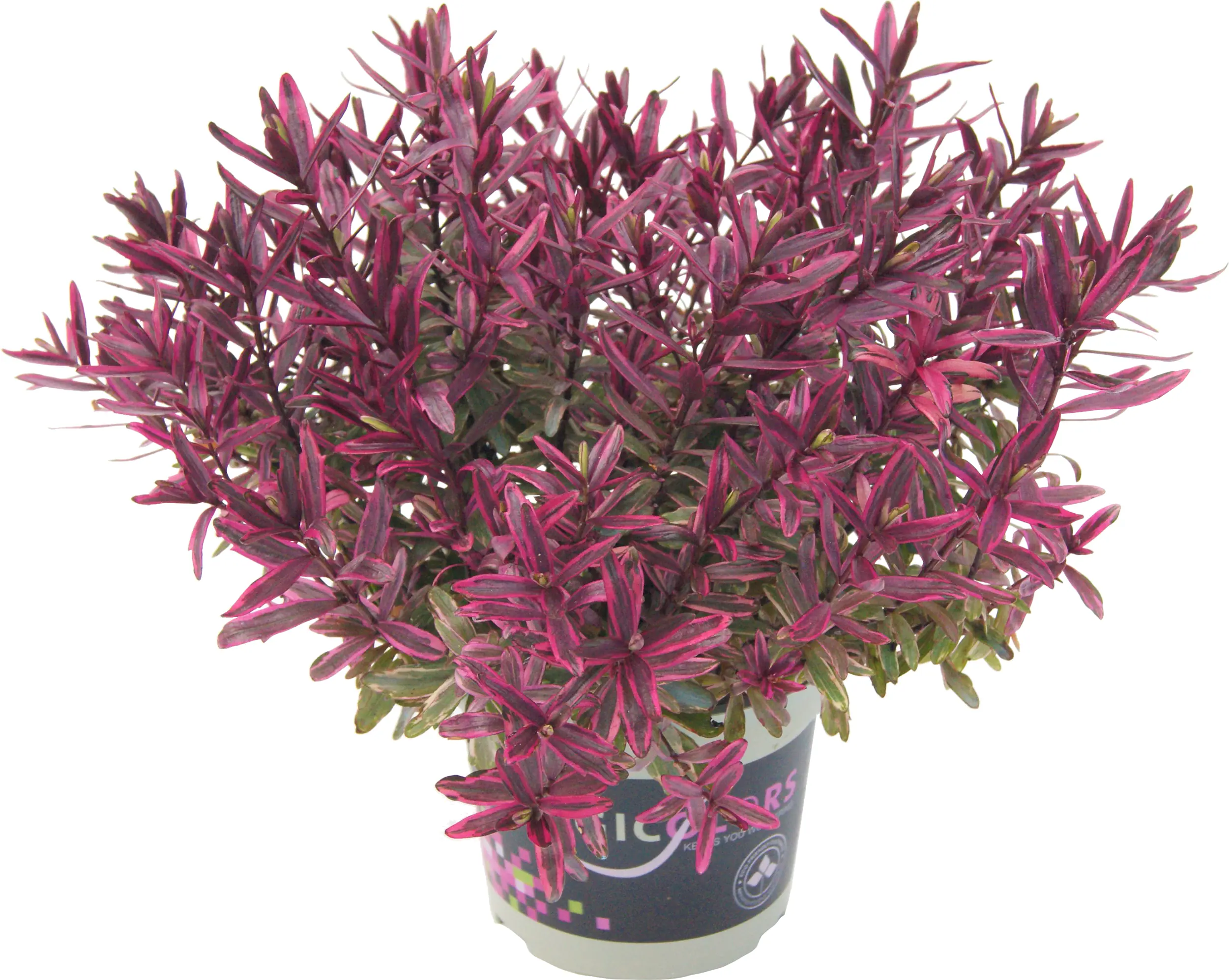 Strauchveronika Hebe Magicolors 12 cm Topf