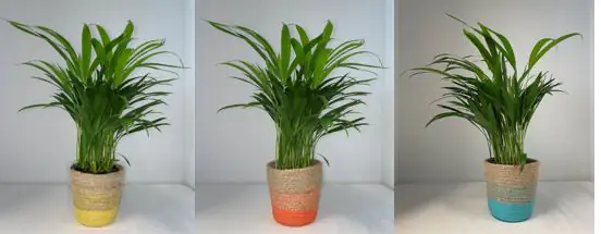 Areca Palme im Korb 12 cm Topf