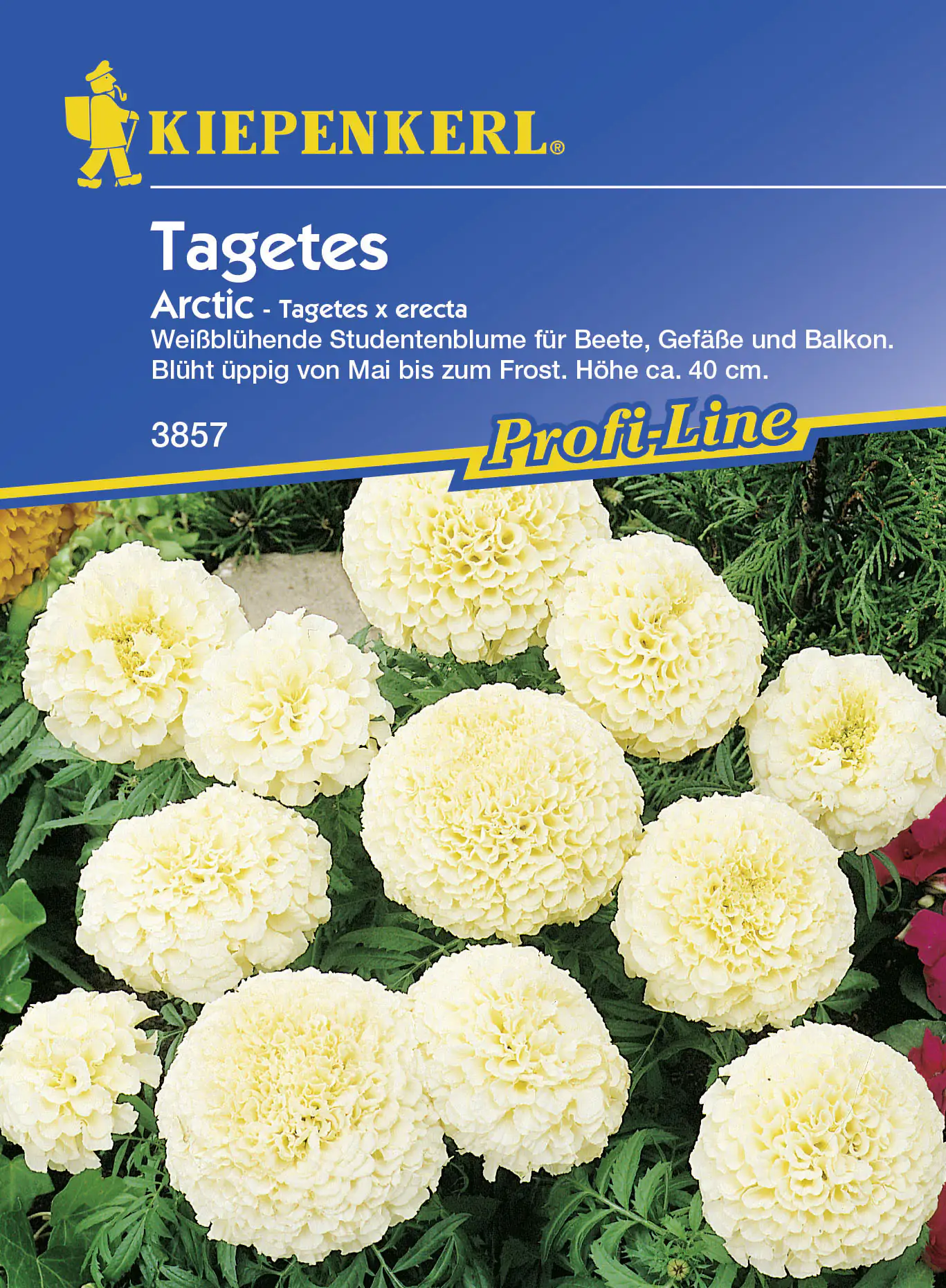 Kiepenkerl Studentenblume Arctic Tagetes erecta, Inhalt: ca. 40 Pflanzen