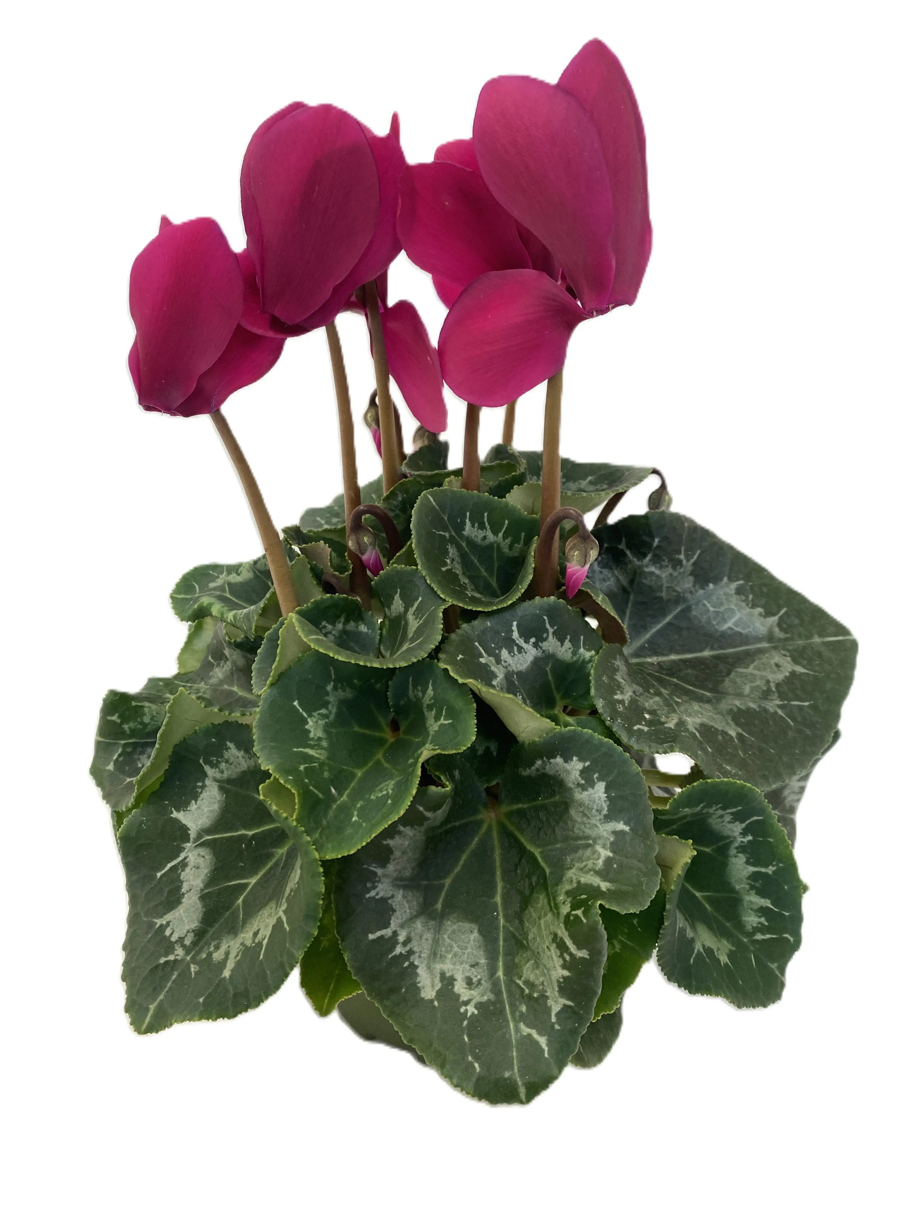Alpenveilchen Cyclamen Mammoth im 13 cm Topf