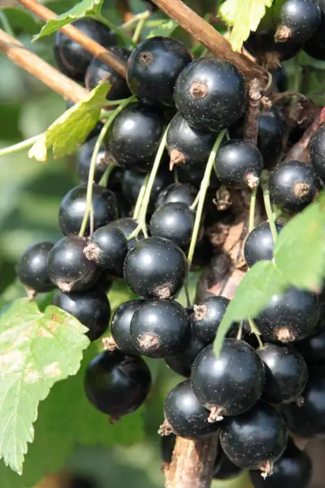 Schwarze Johannisbeere 3 L Container