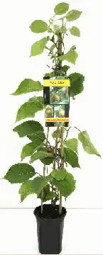 Obststrauch Selbstfruchtende Kiwi 2 L Eckcontainer Obststrauch Selbstfruchtende Kiwi 2 L Eckcontainer