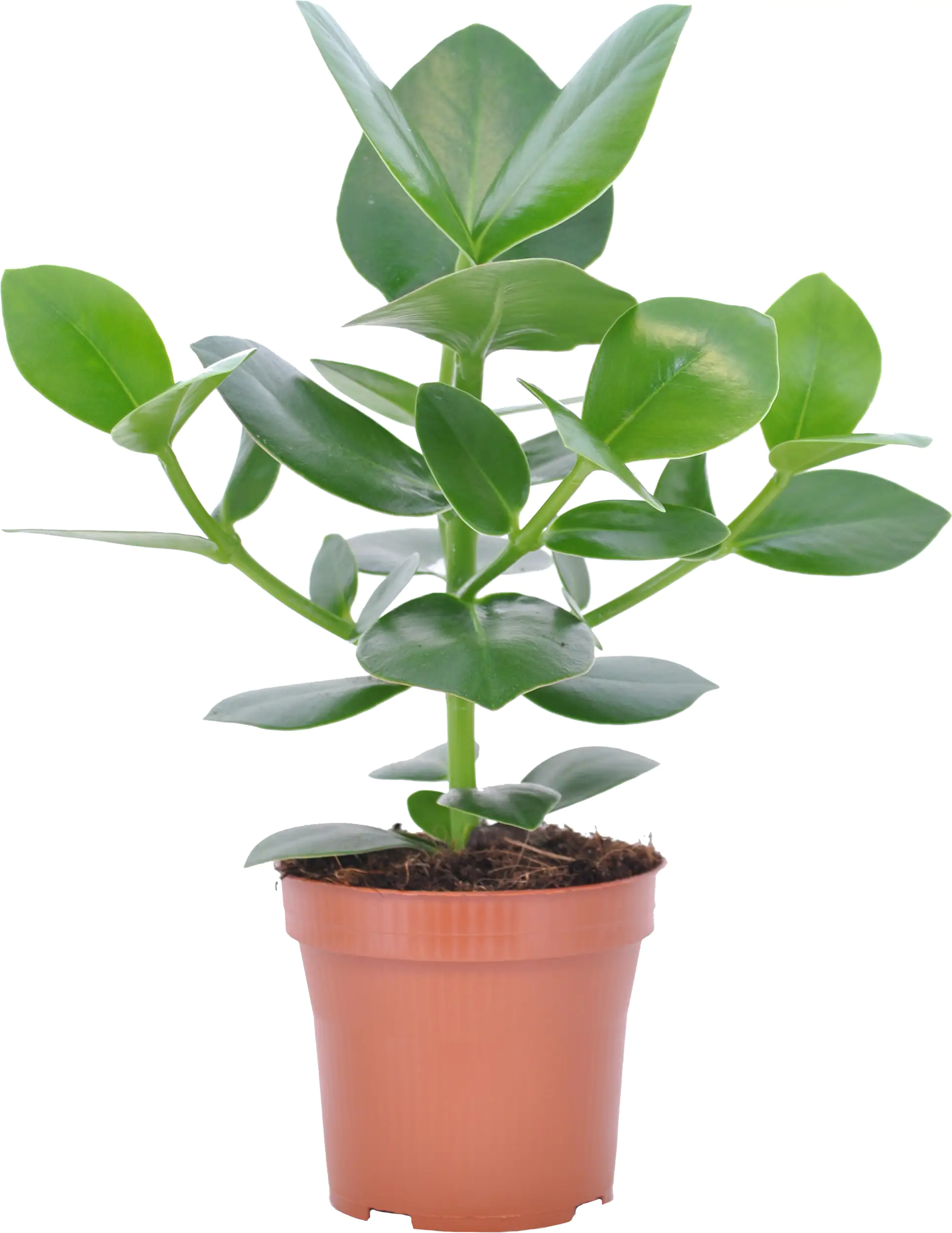 Grünpflanzenmix H ca 40 cm 12 cm Topf Grünpflanzenmix H ca 40 cm 12 cm Topf
