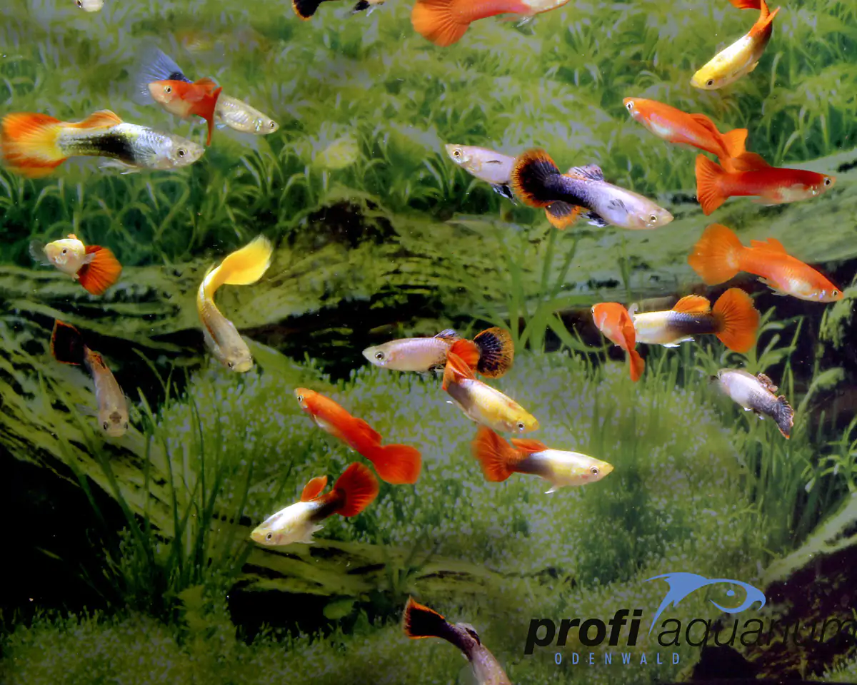 2076861000365 Aquariumfisch Guppy männlich mix 3-5 cm Poecilia reticulata