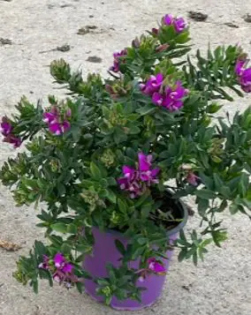 Polygala grandiflora Kreuzblume 17 cm