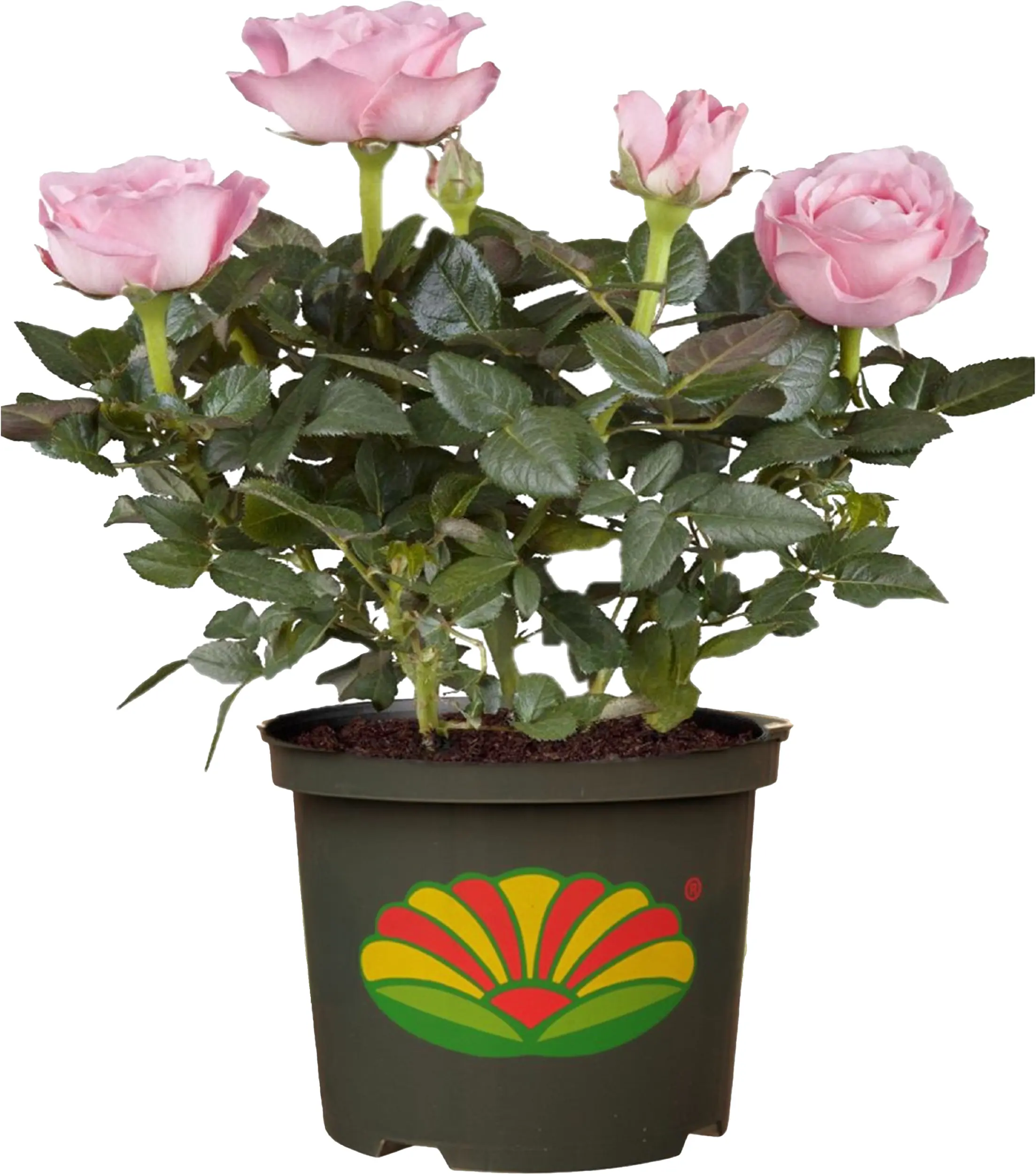 Parfuma Duftrosen in Sorten 5 l Container Parfuma Duftrosen in Sorten 5 l Container