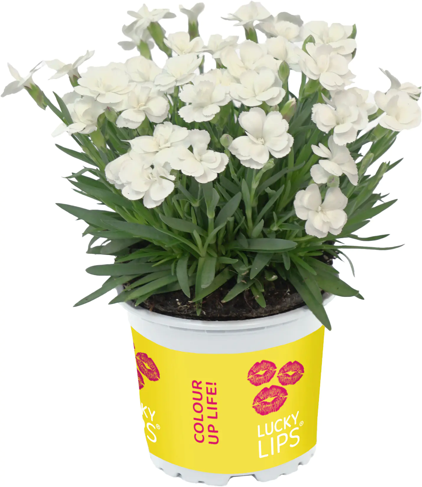 Dianthus Lucky Lips Nelke 17cm